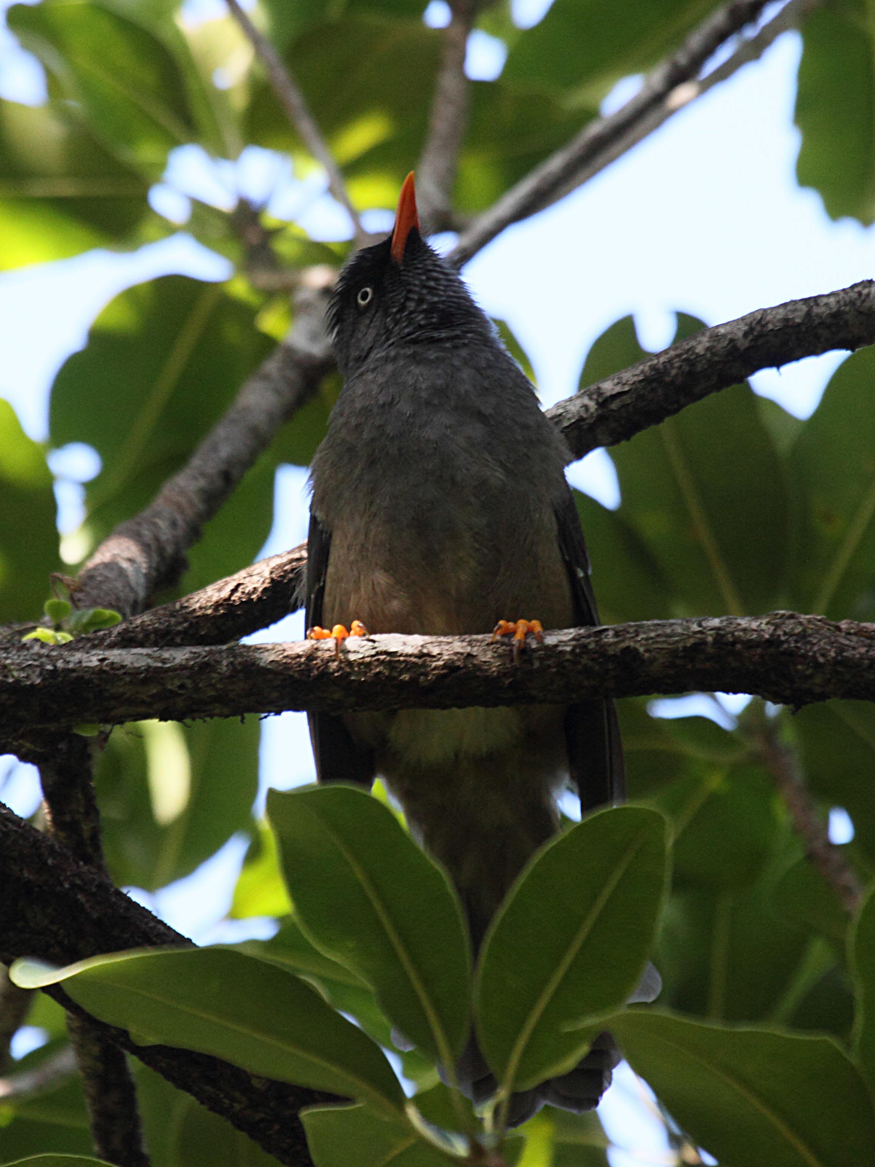 Afficher le média bulbul_de_la_reunion_-_hypsipetes_borbonicus2bd bulbul_de_la_reunion_-_hypsipetes_borbonicus2bd