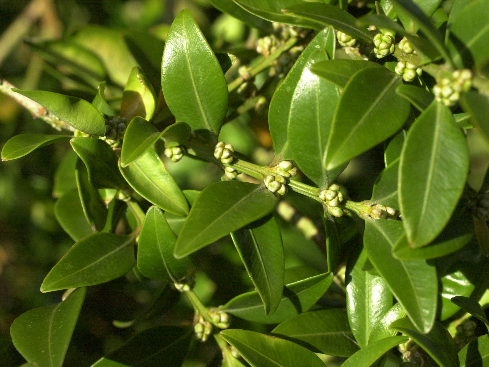 buxus_sempervirens2md