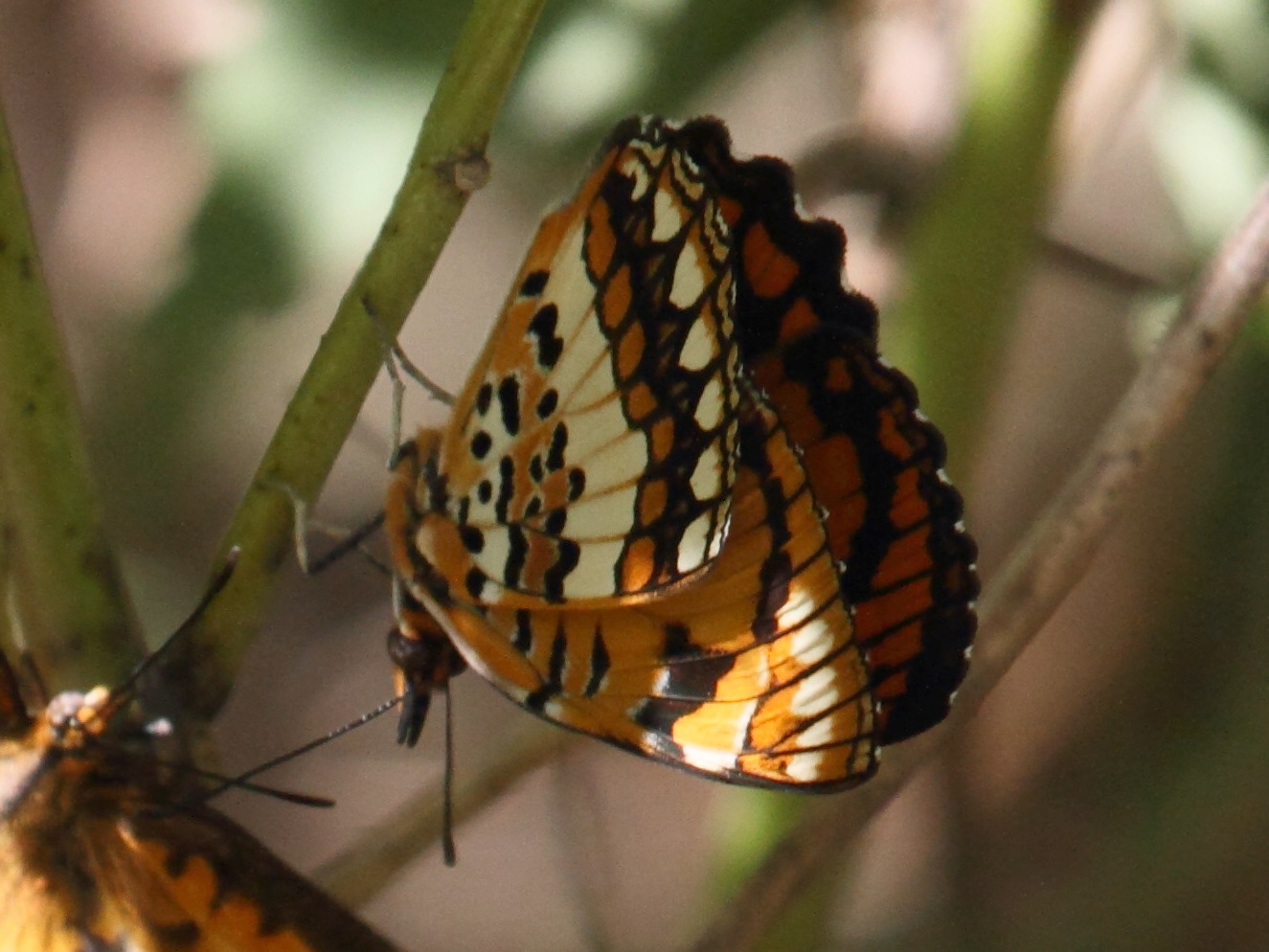 byblia_anvatara_anvatara5bbd