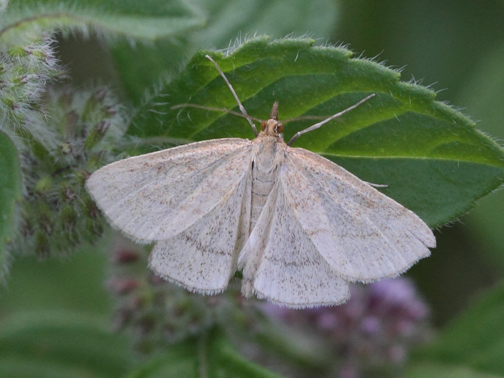 cabera_exanthemata1bd