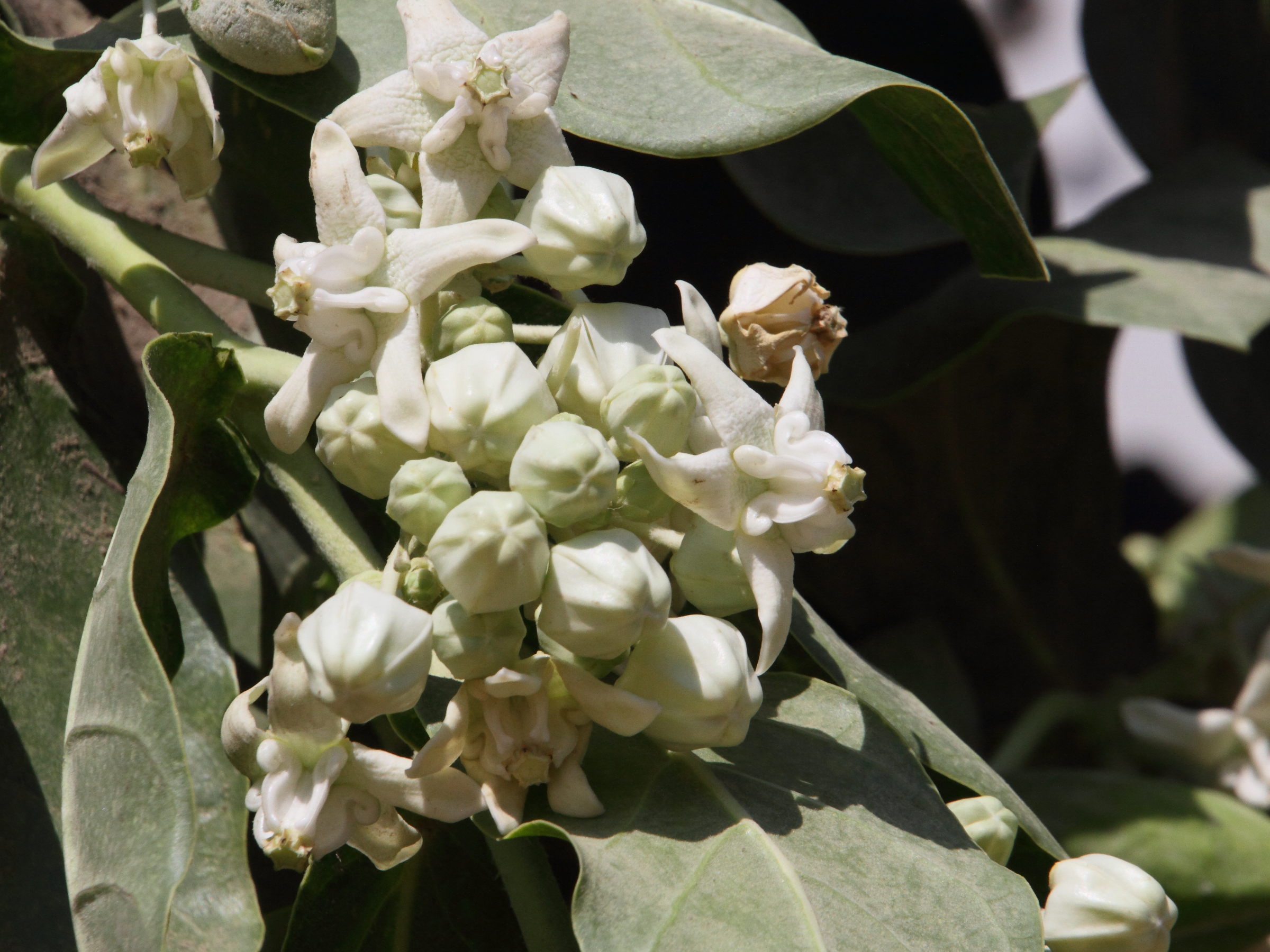 calotropis_gigantea3md
