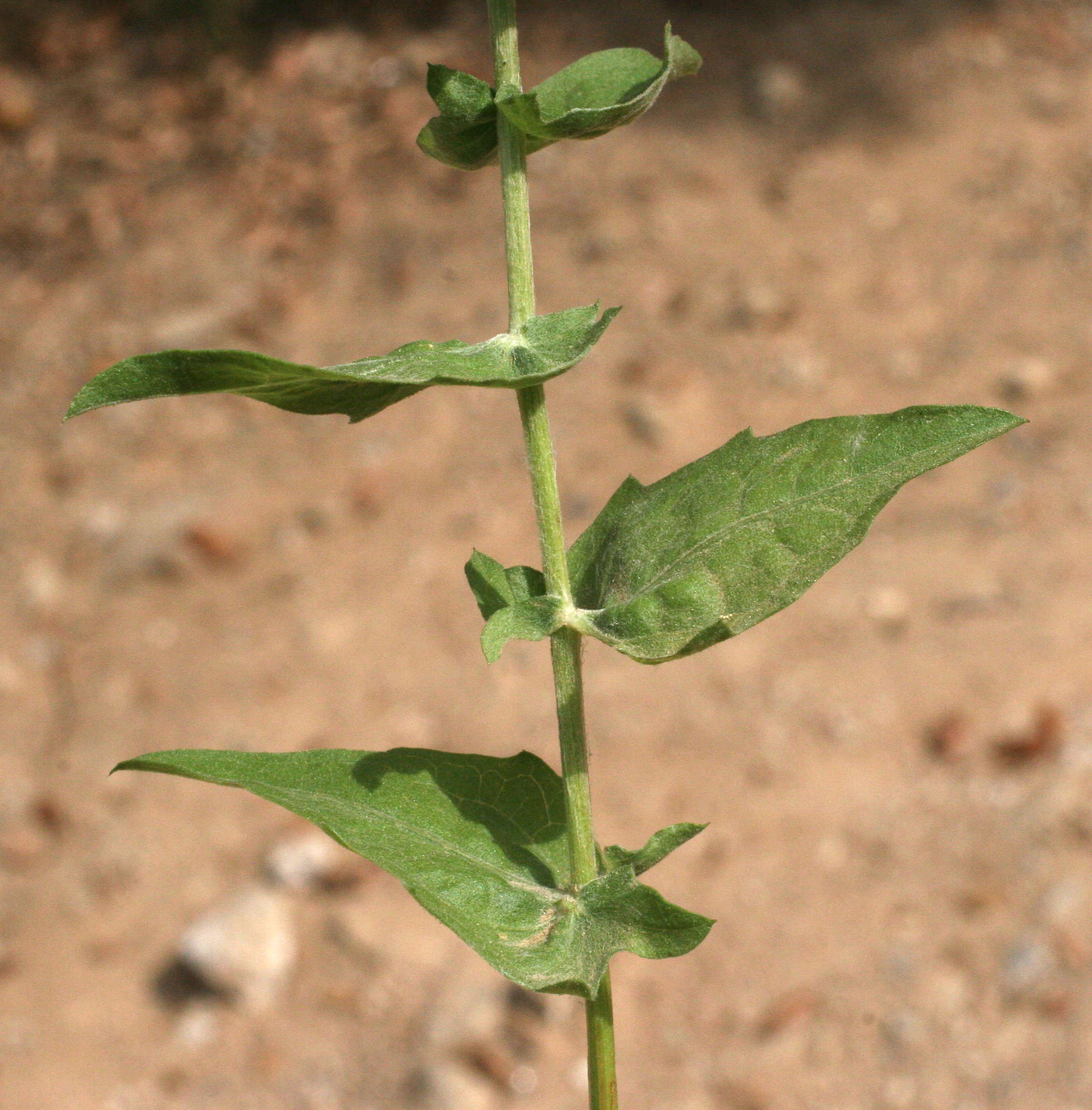 centaurea_pectinata4md