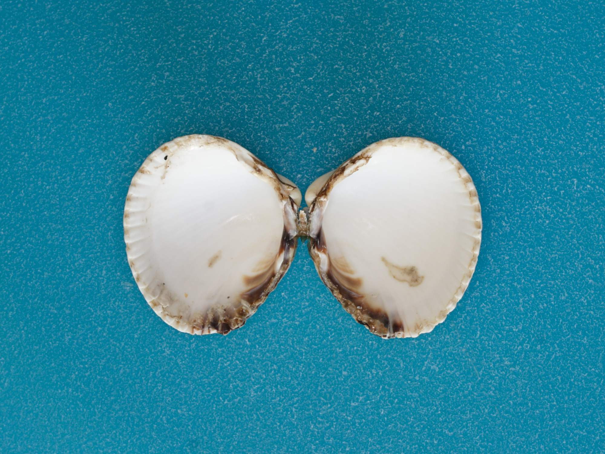 cerastoderma_edule2md