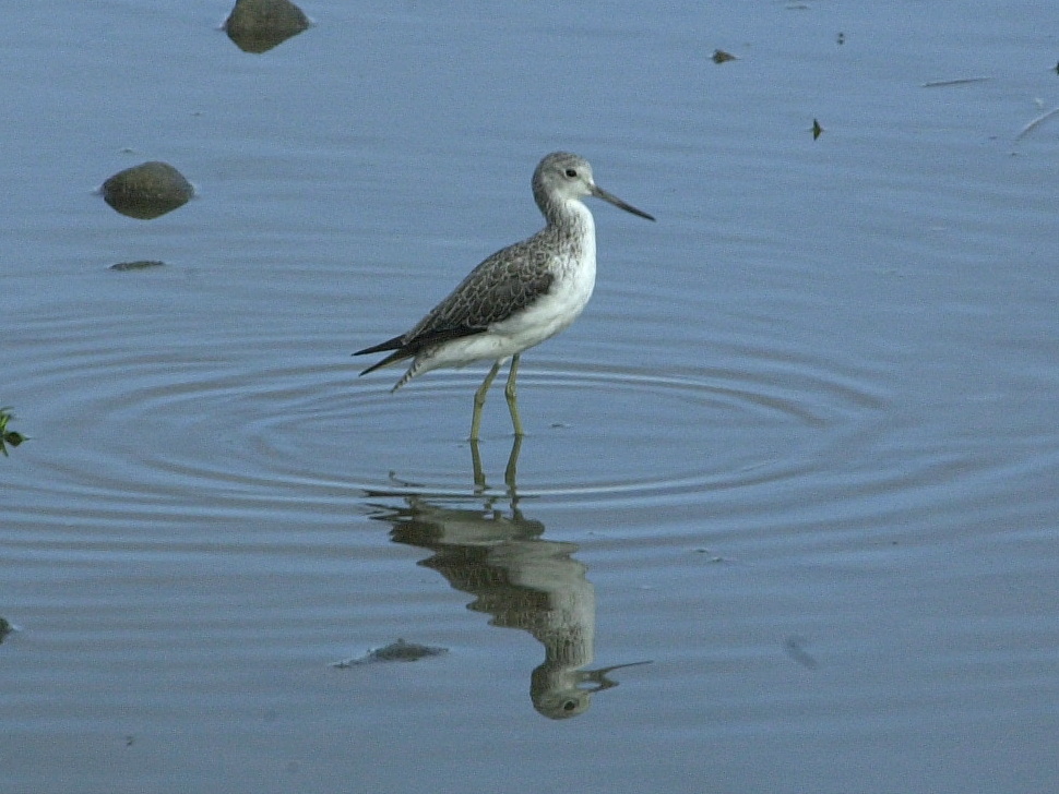 chevalier_aboyeur_-_tringa_nebularia1md