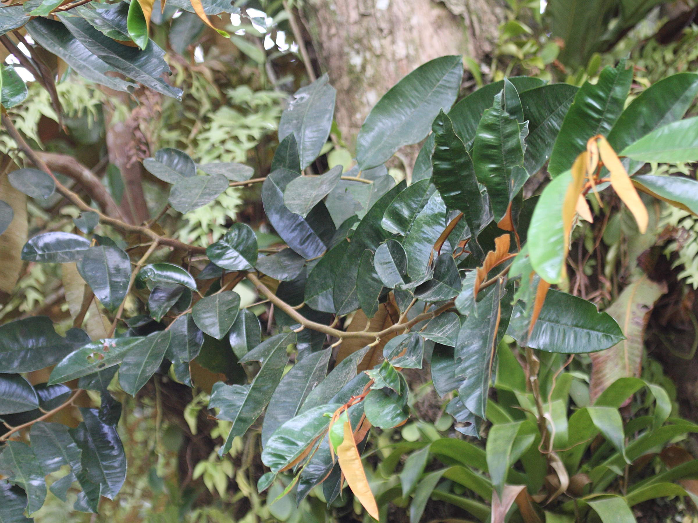 chrysophyllum_cainito7bd