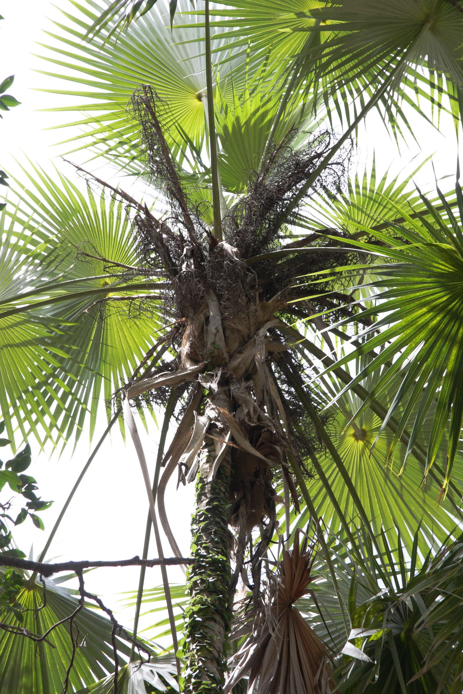 coccothrinax_barbadensis2md