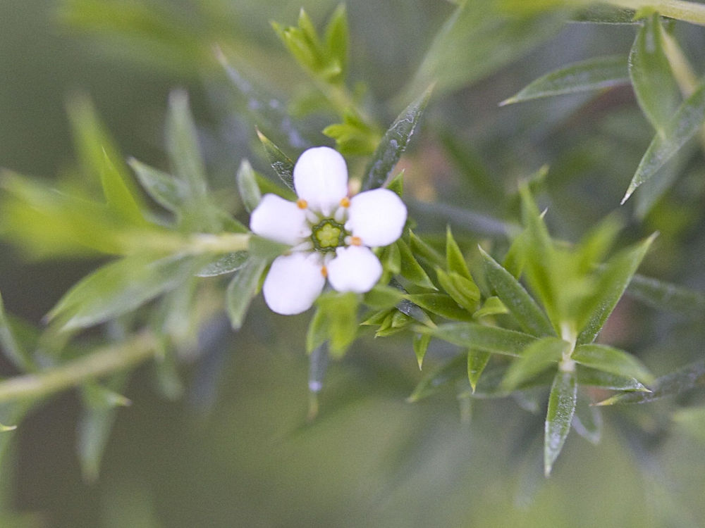 Afficher le média coleonema_pulchrum1md coleonema_pulchrum1md