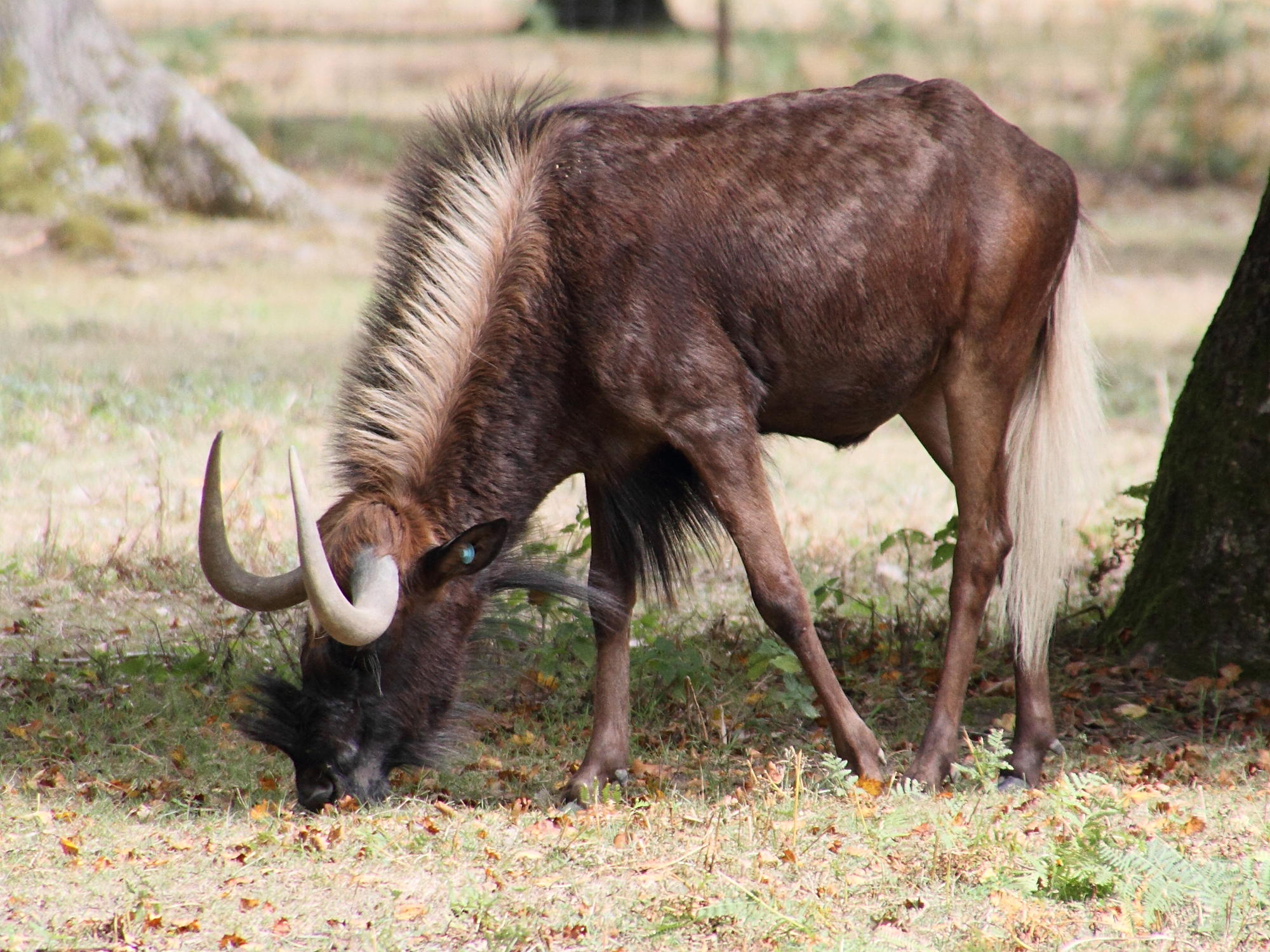 connochaetes_gnou3md