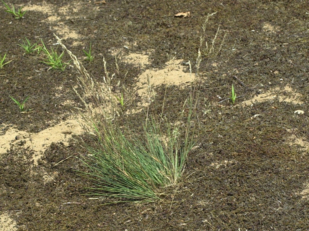 Afficher le média corynephorus_canescens2md corynephorus_canescens2md