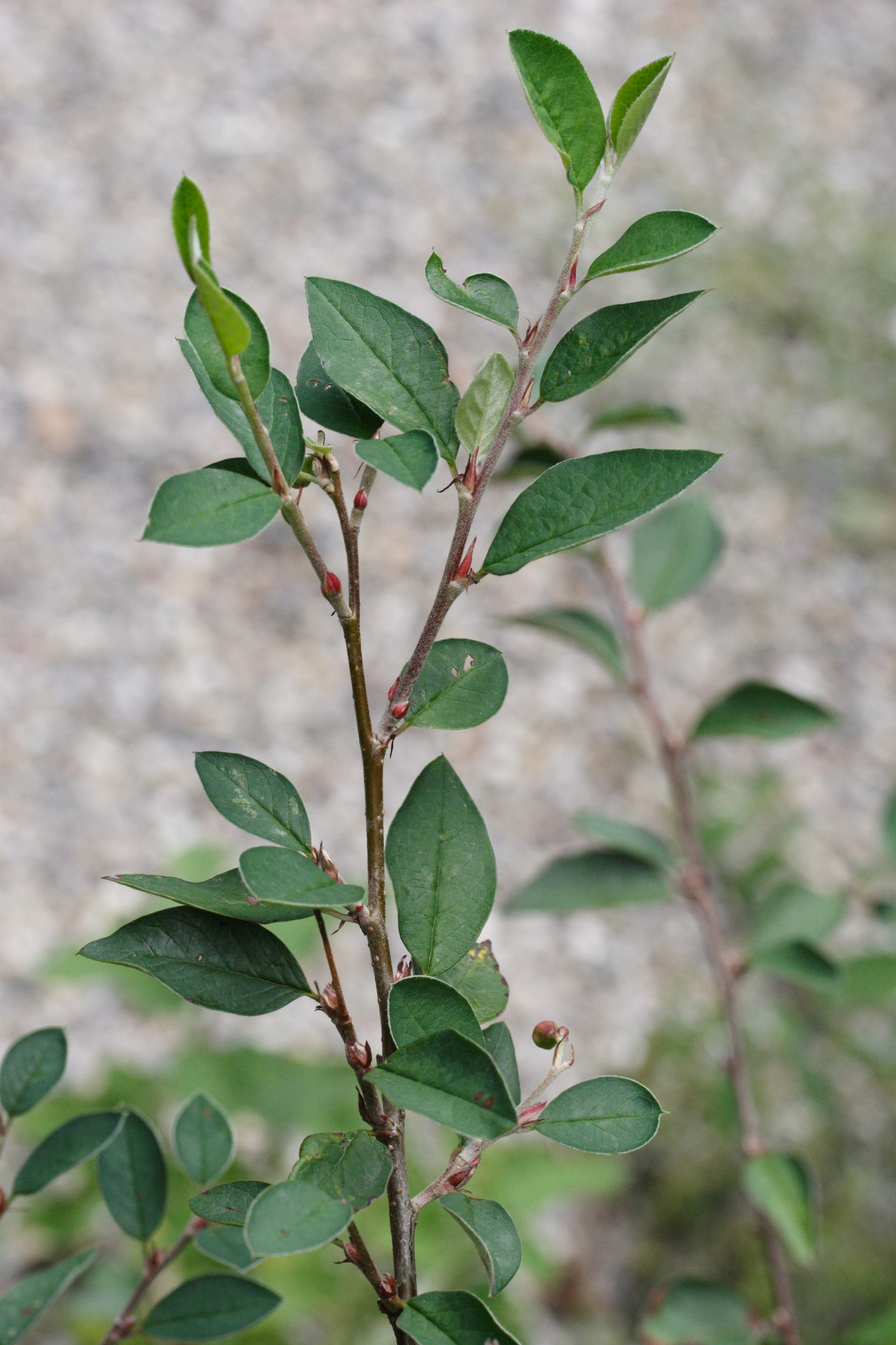 Cotoneaster_integerrimus