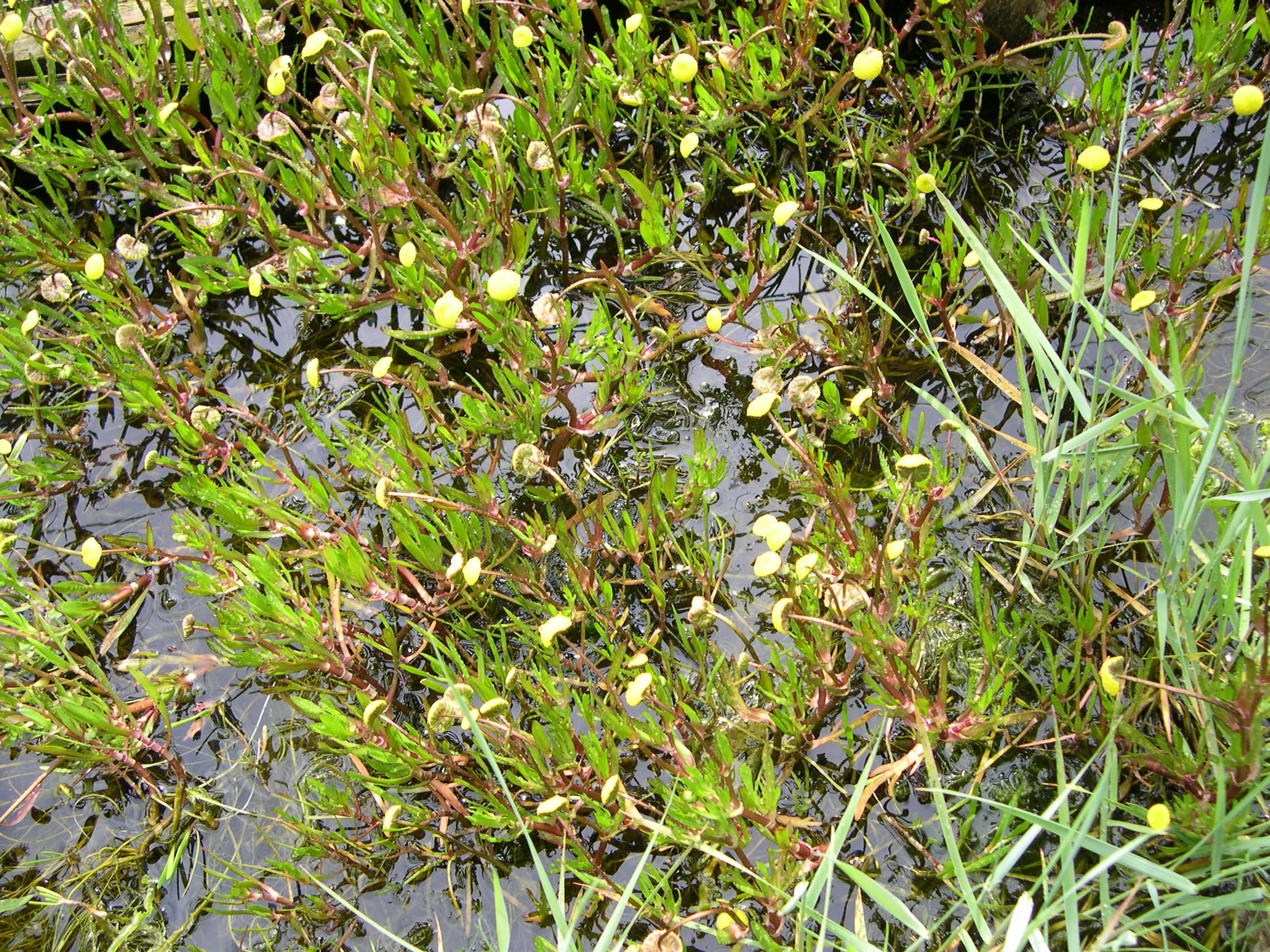 cotula_coronopifolia3md