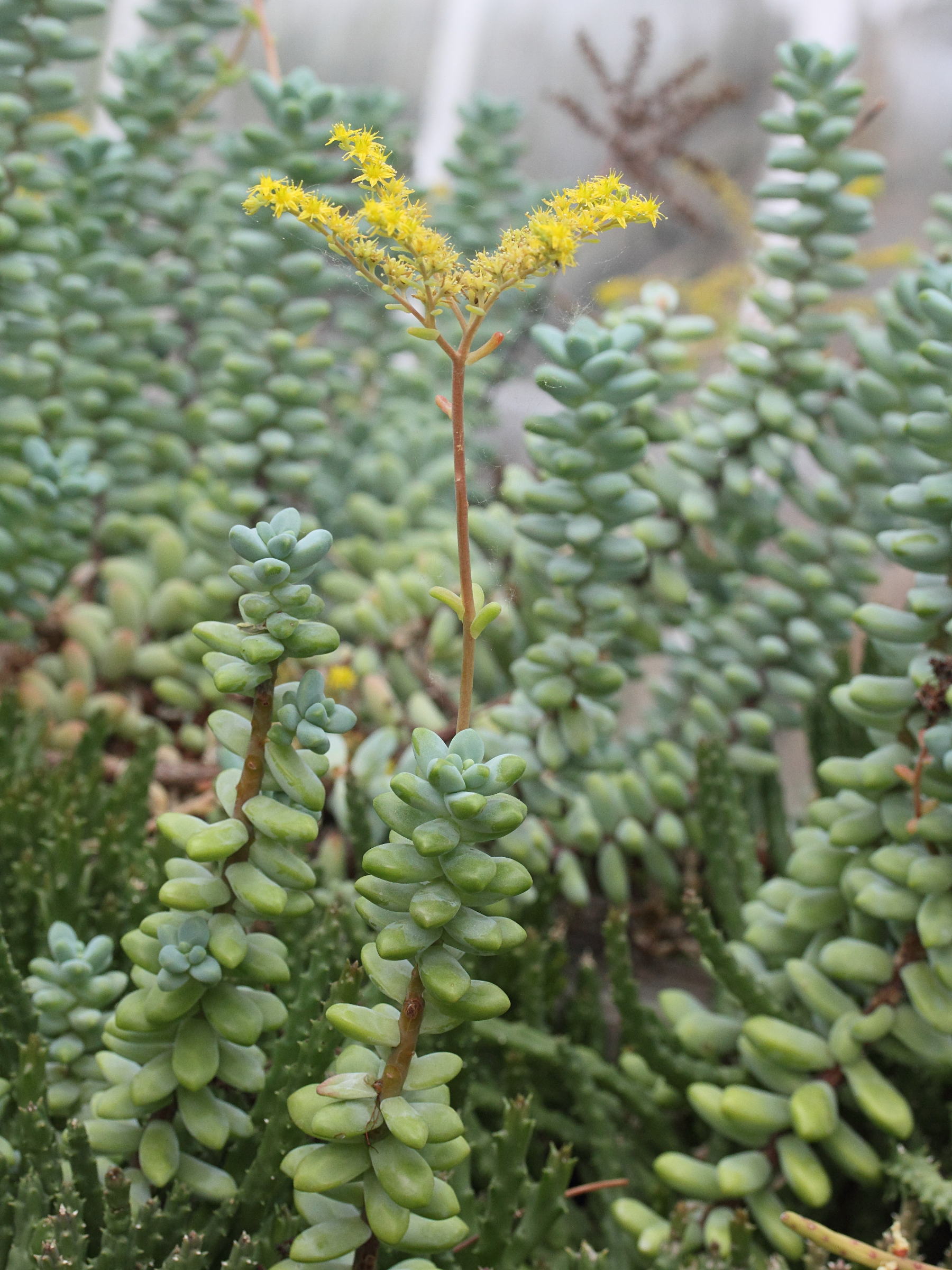 crassula_arta1md