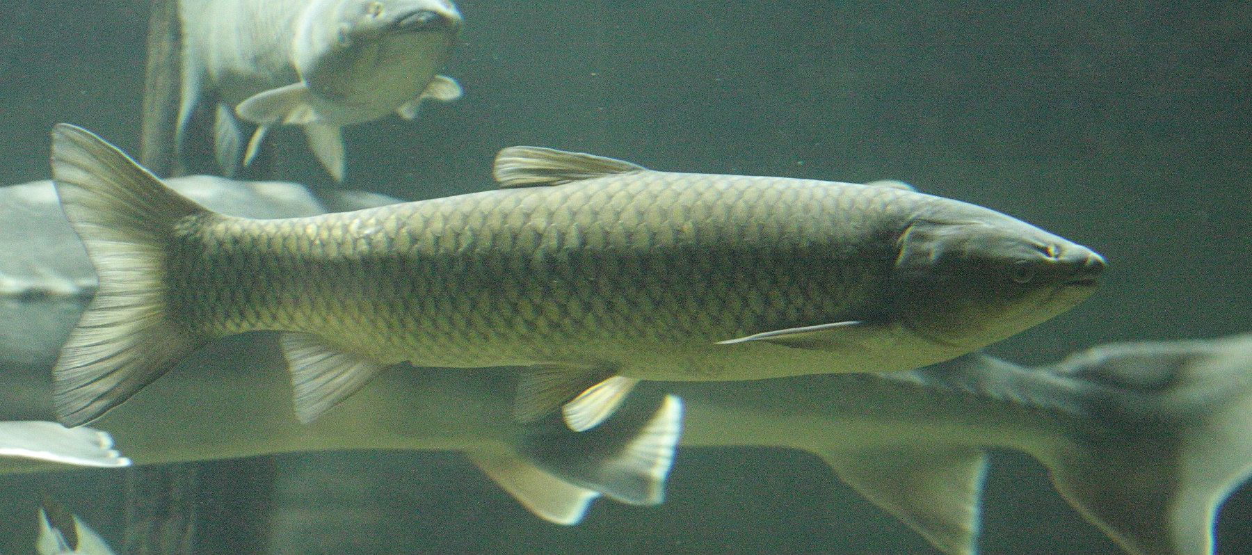 ctenopharyngodon_idella3bd