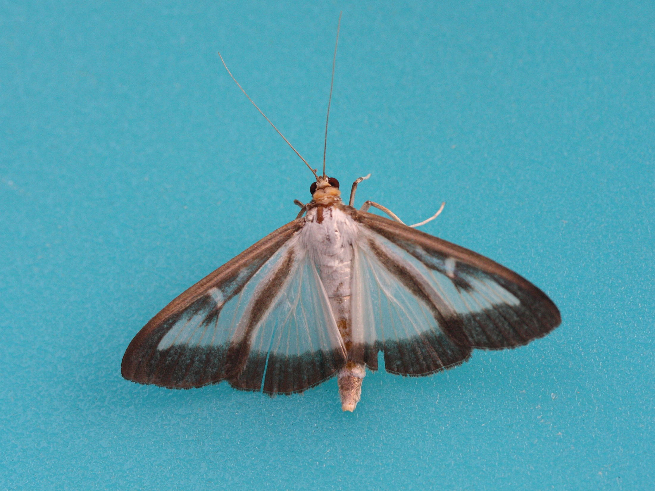 cydalima_perspectalis