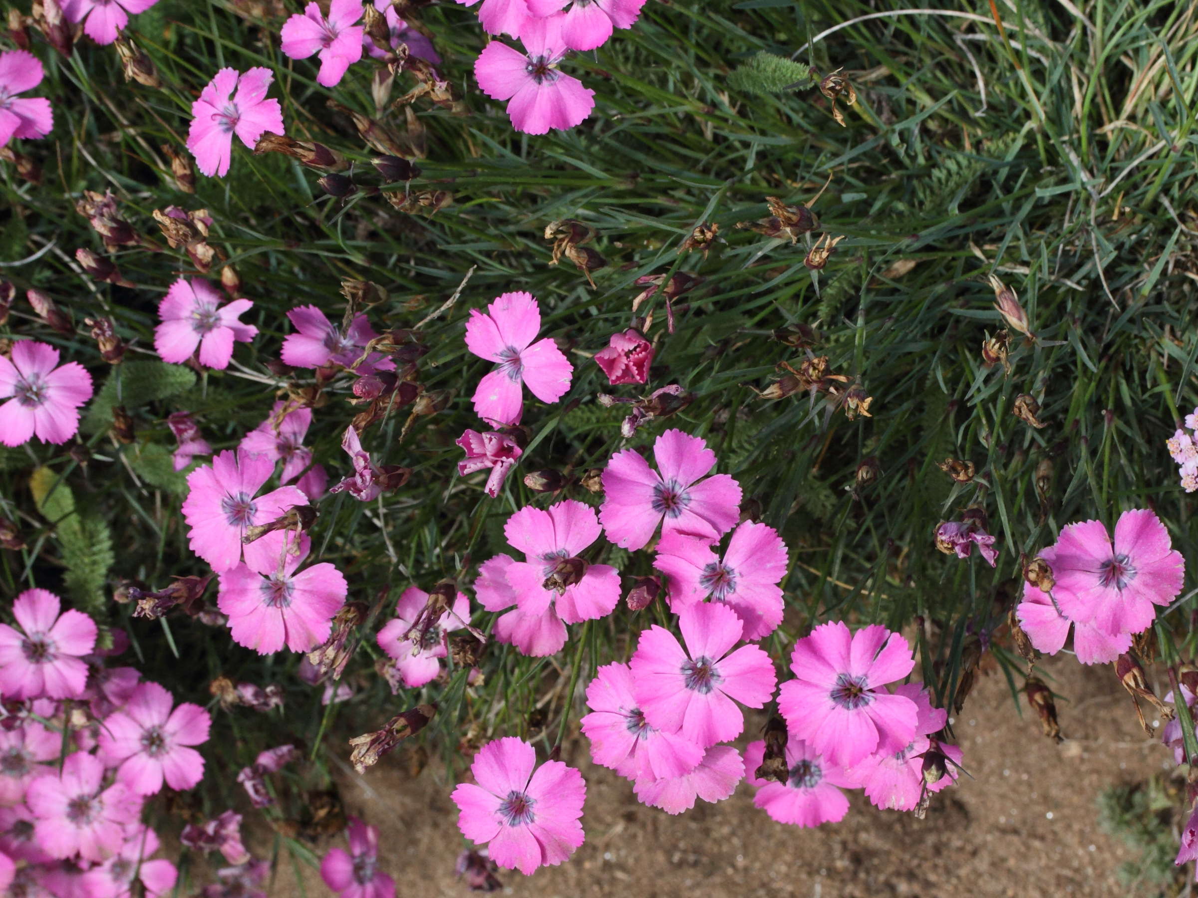 Afficher le média dianthus_pavonius1md dianthus_pavonius1md