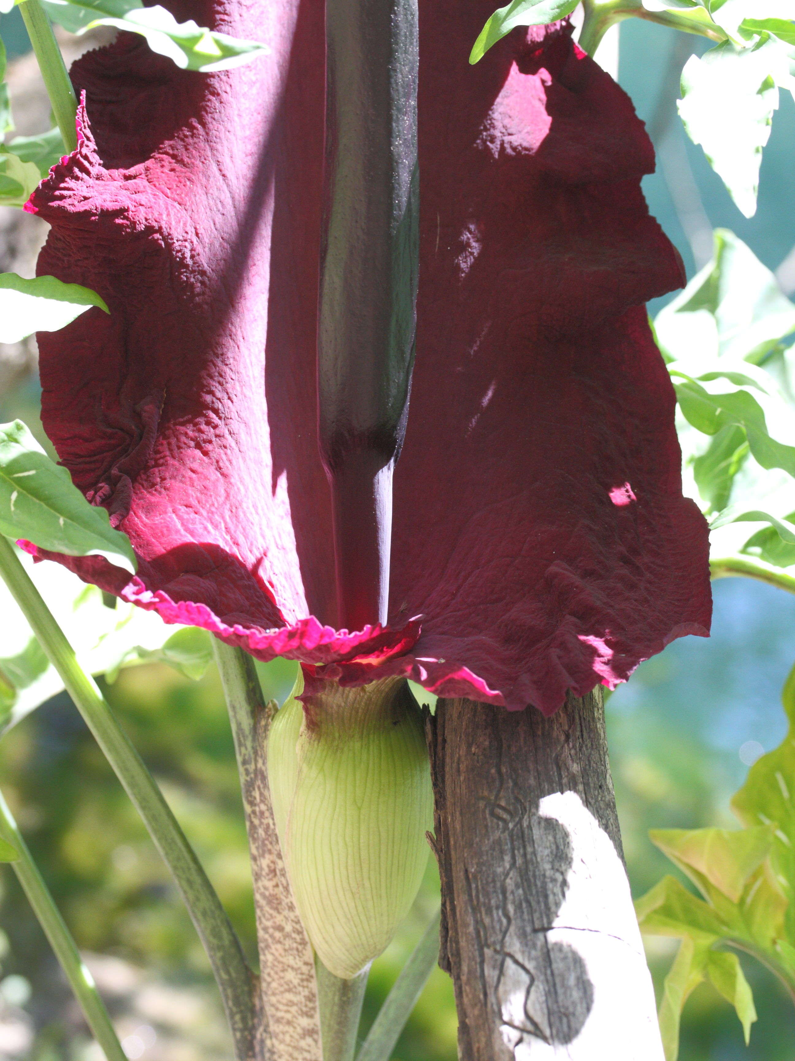 dracunculus_vulgaris2md