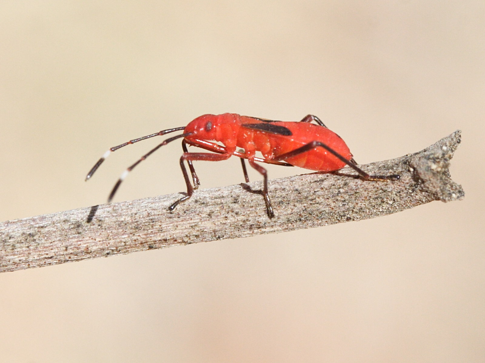 dysdercus_discolor3md