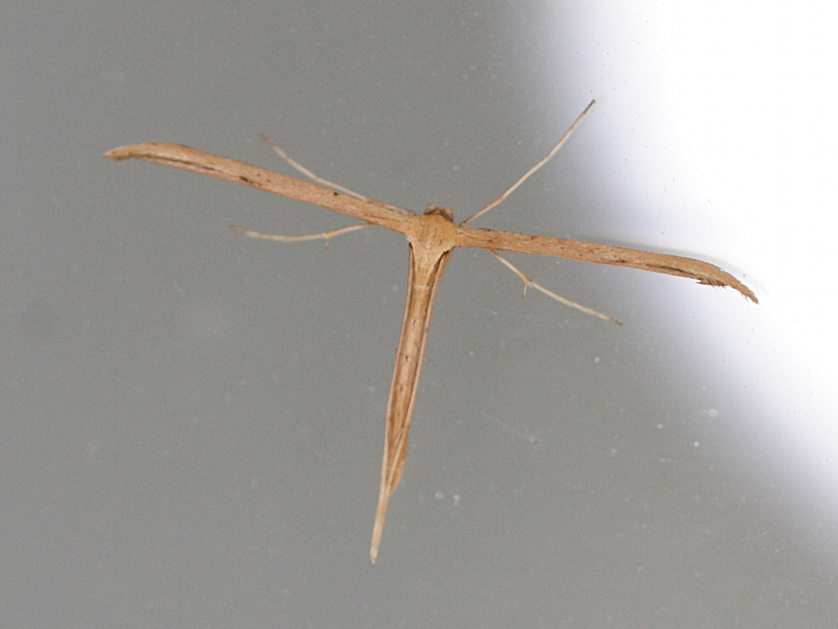 Emmelina_monodactyla