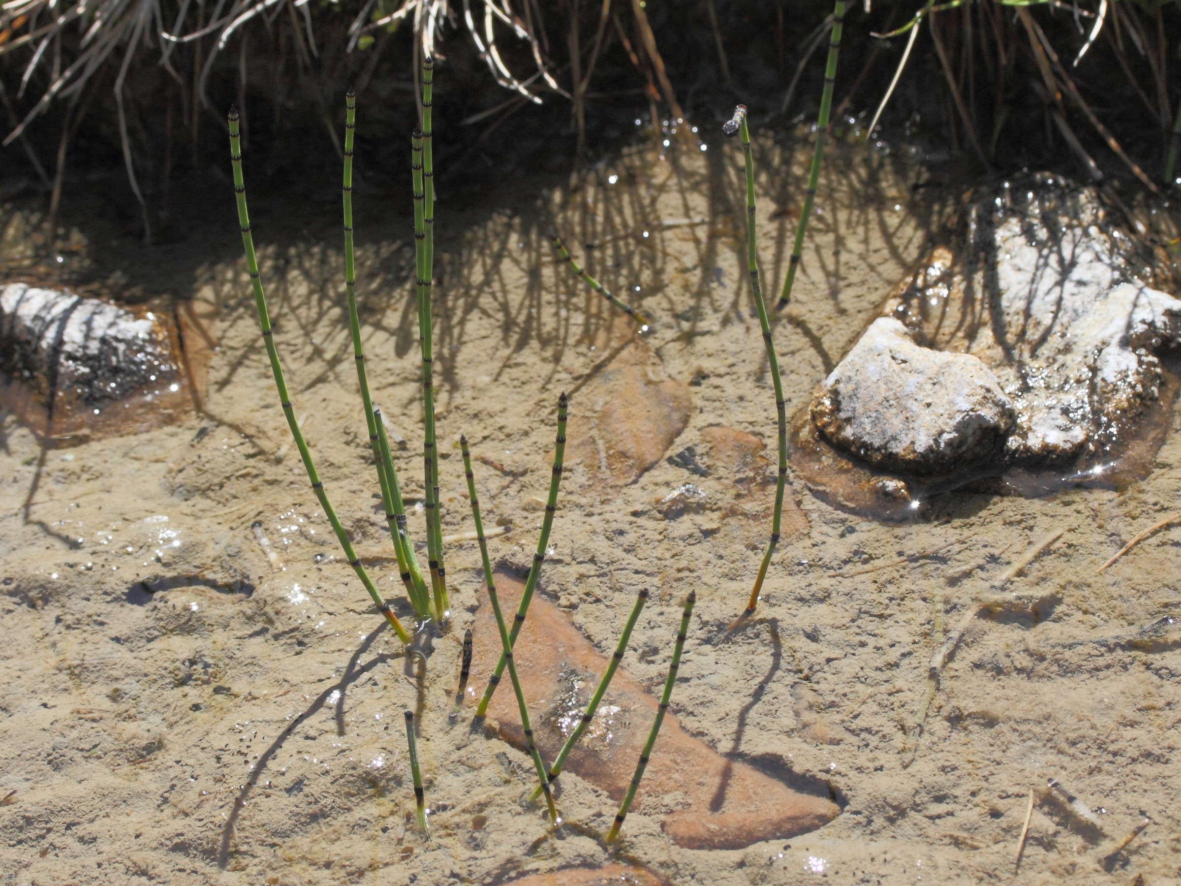 equisetum_variegatum3md