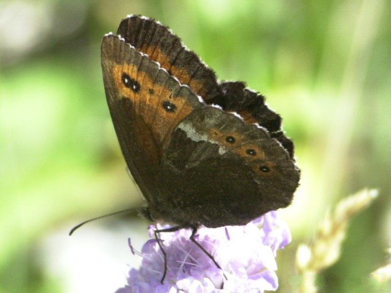 erebia_ligea4md