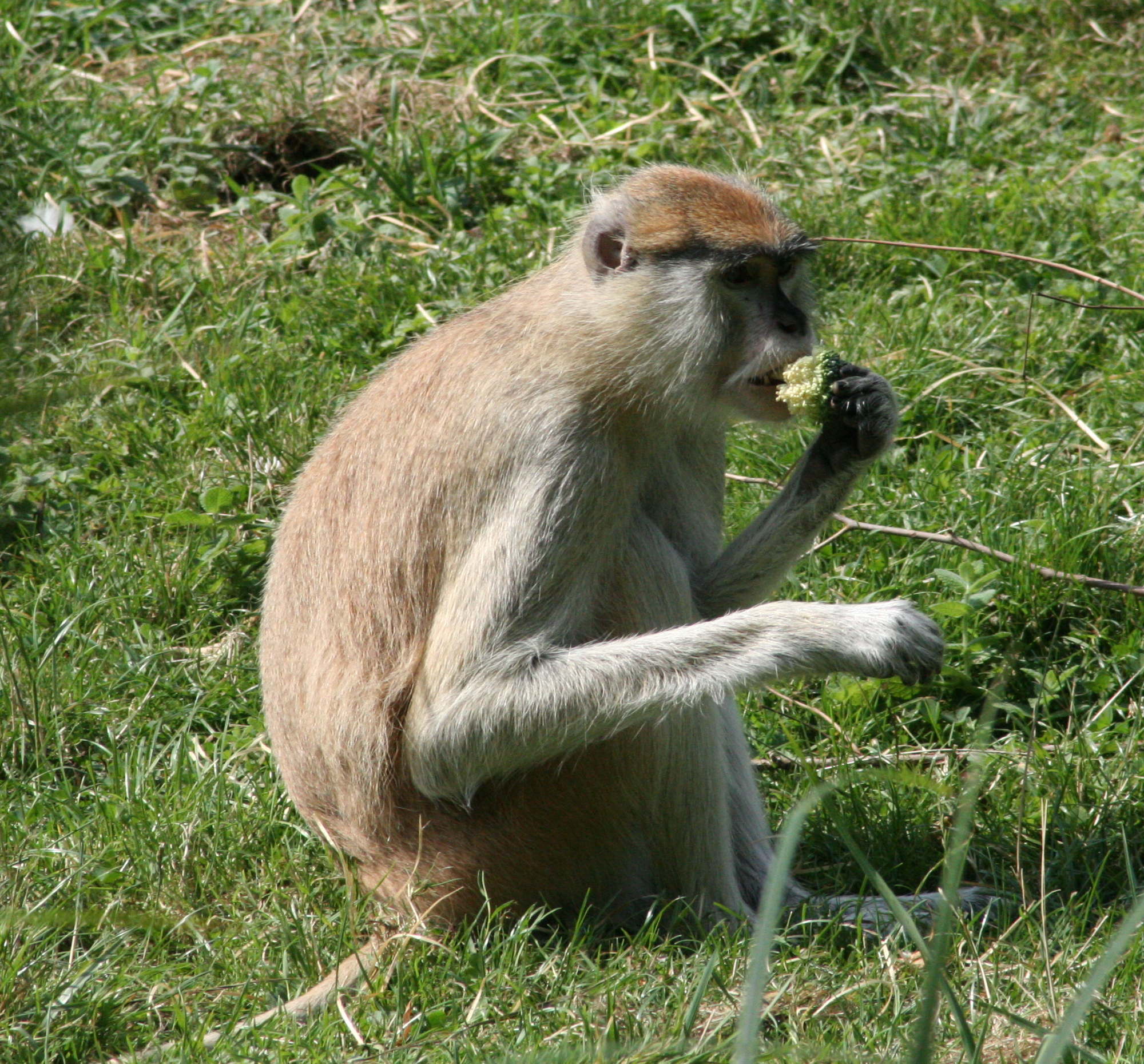 erythrocebus_patas2md