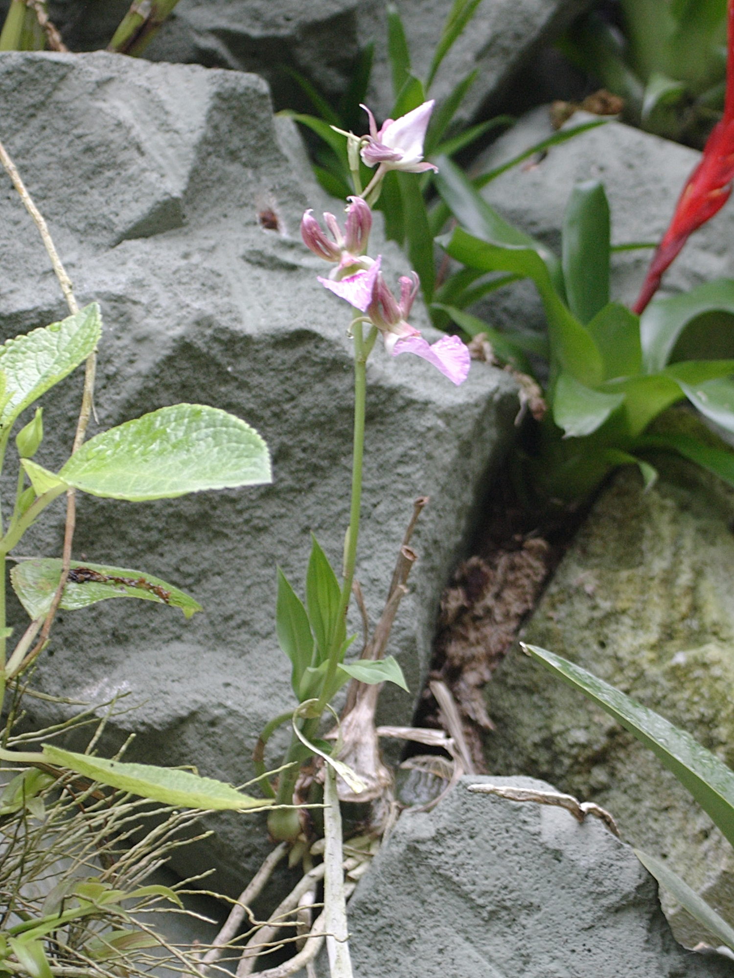 Afficher le média eulophia_guineensis1bd eulophia_guineensis1bd