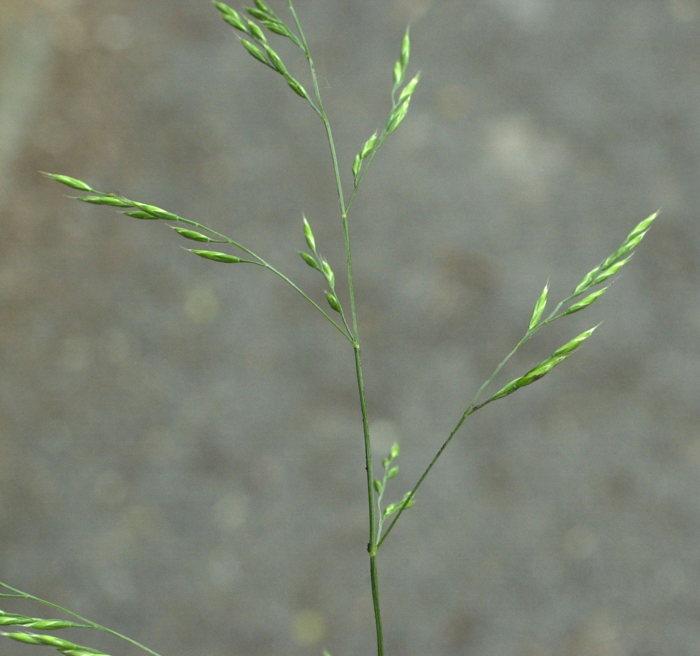 festuca_pratensis2md