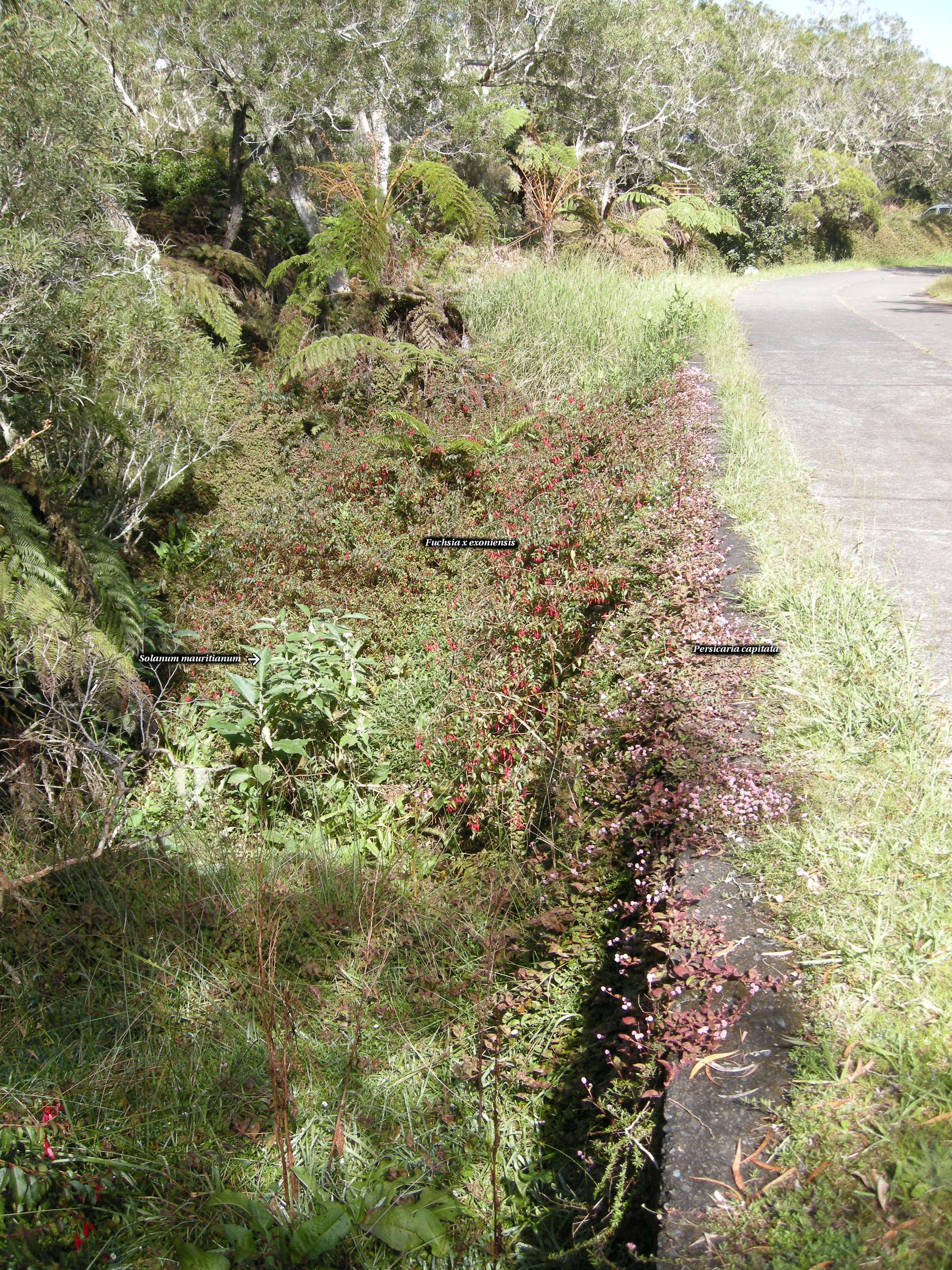 Fuchsia_x exoniensis