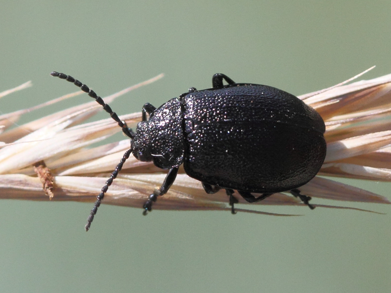 Afficher le média galeruca_tanaceti2bd galeruca_tanaceti2bd