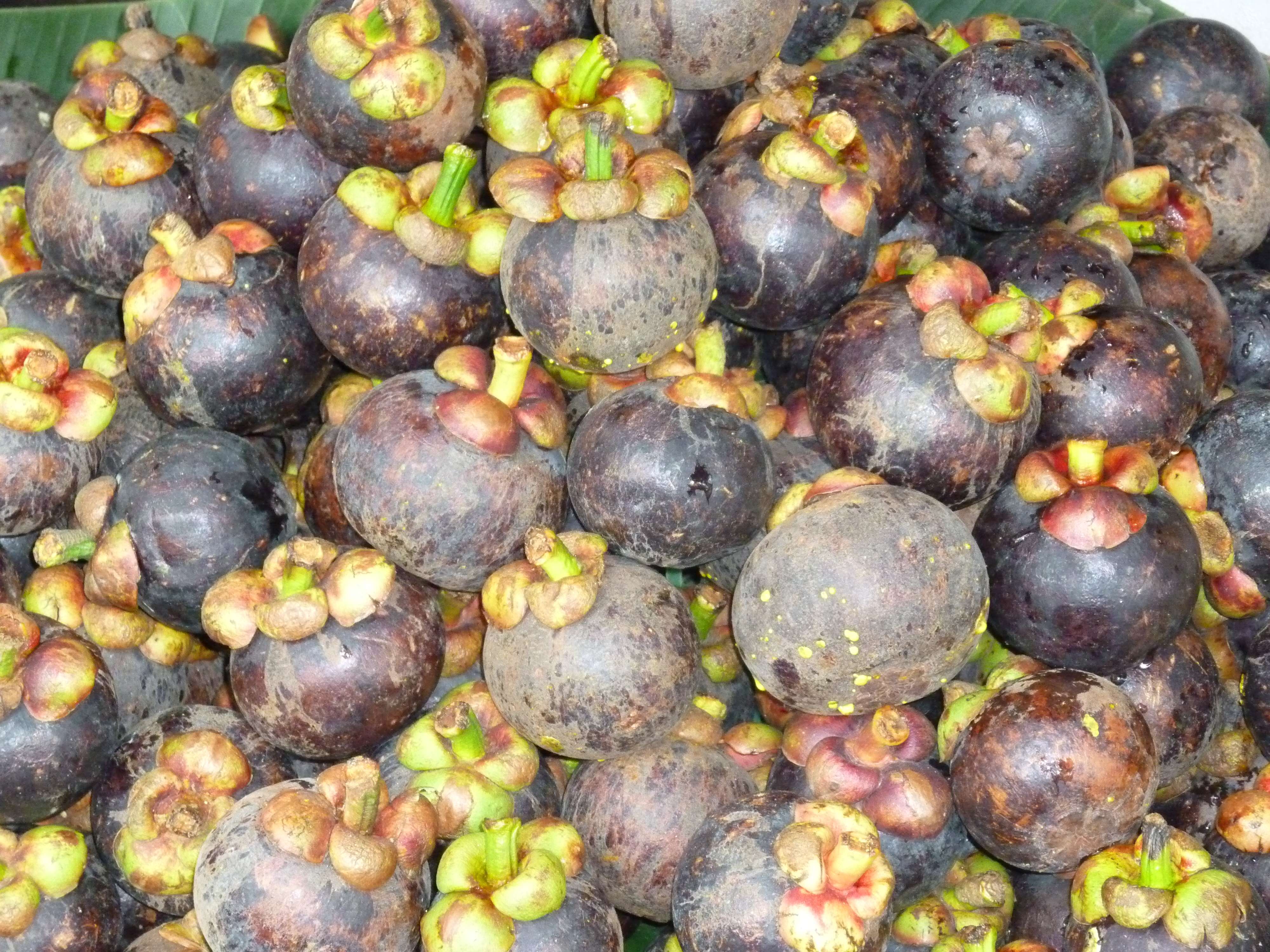 garcinia_mangostana1fc