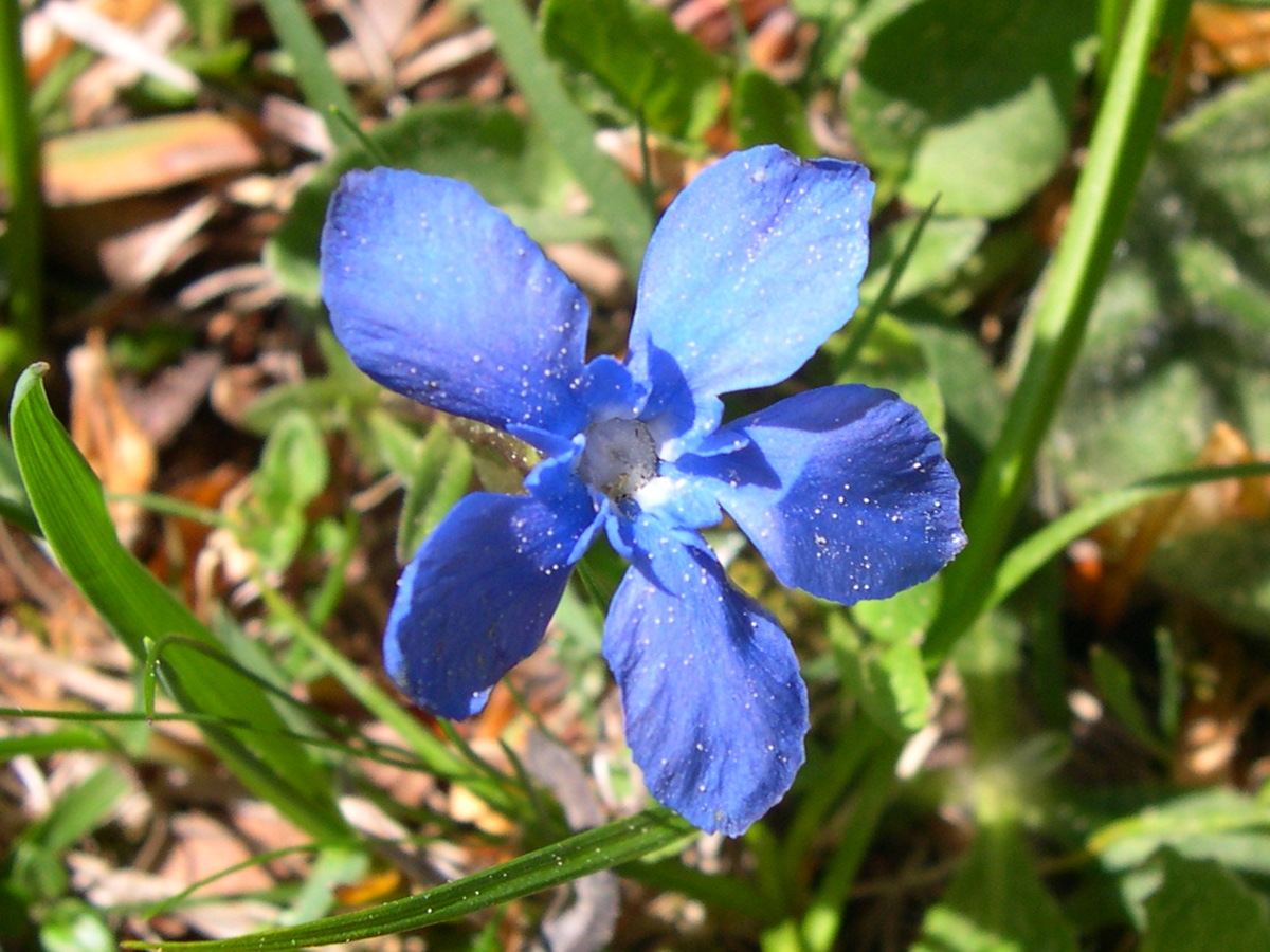 gentiana_verna1sd