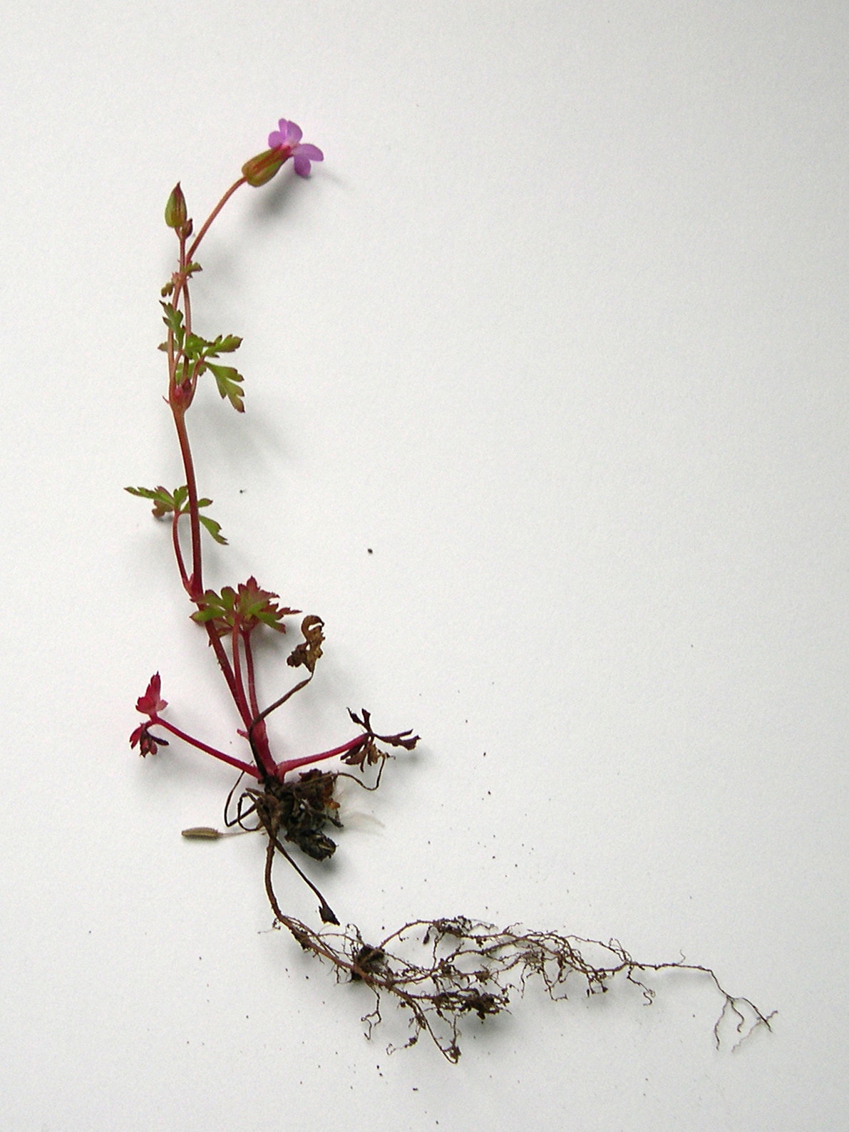 geranium_purpureum1amd