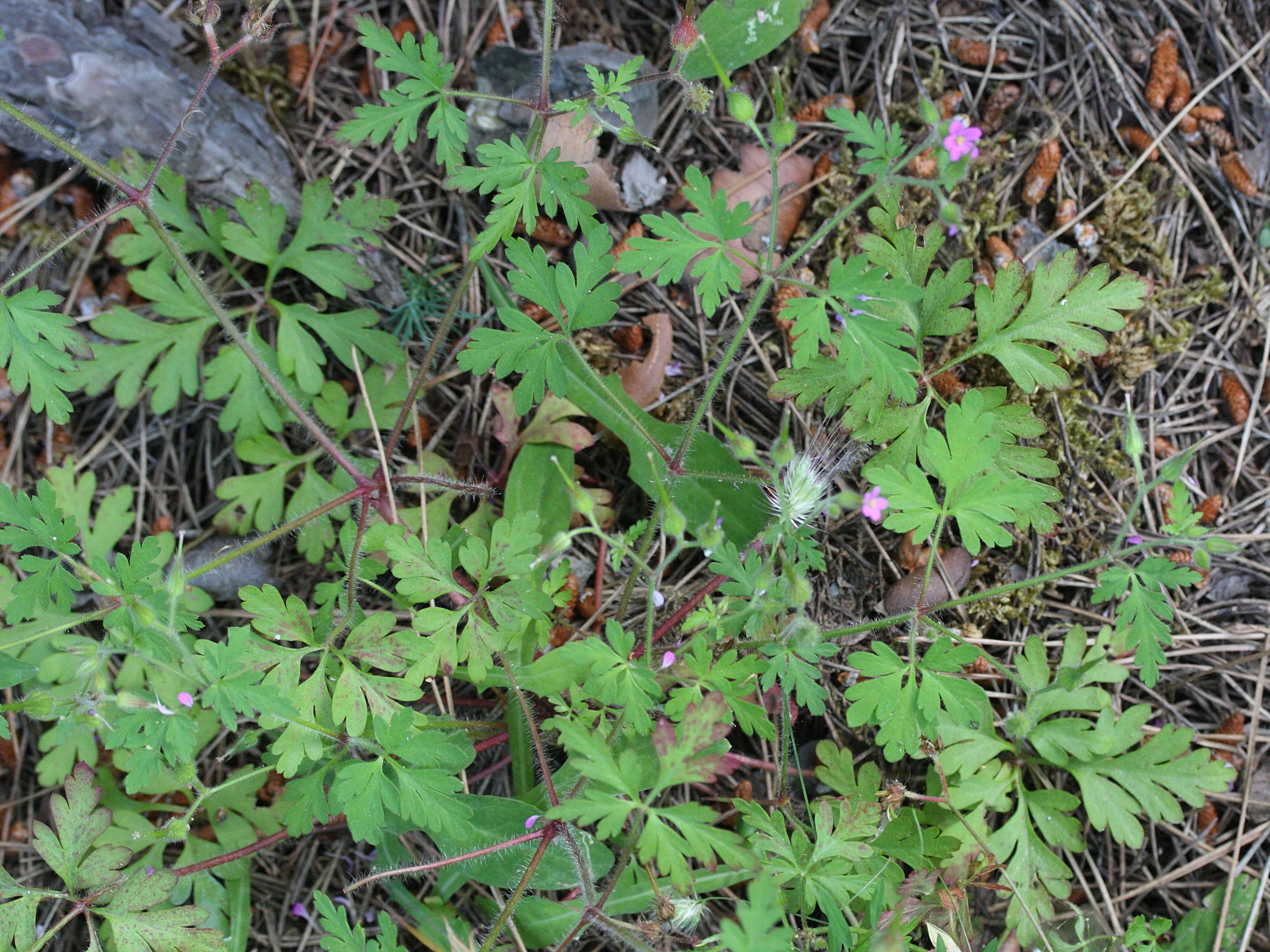 geranium_purpureum3md