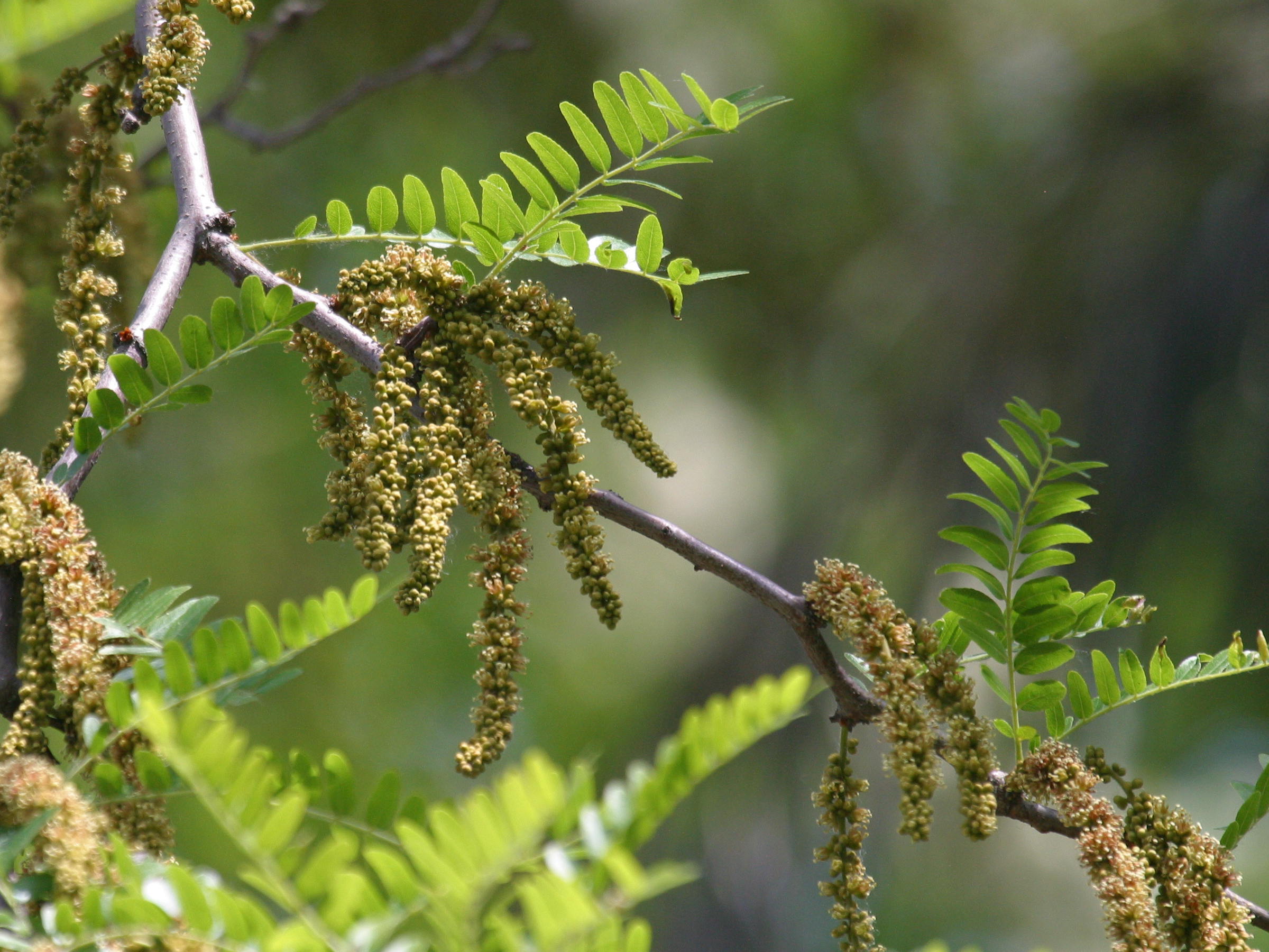 gleditsia_triacanthos6bd