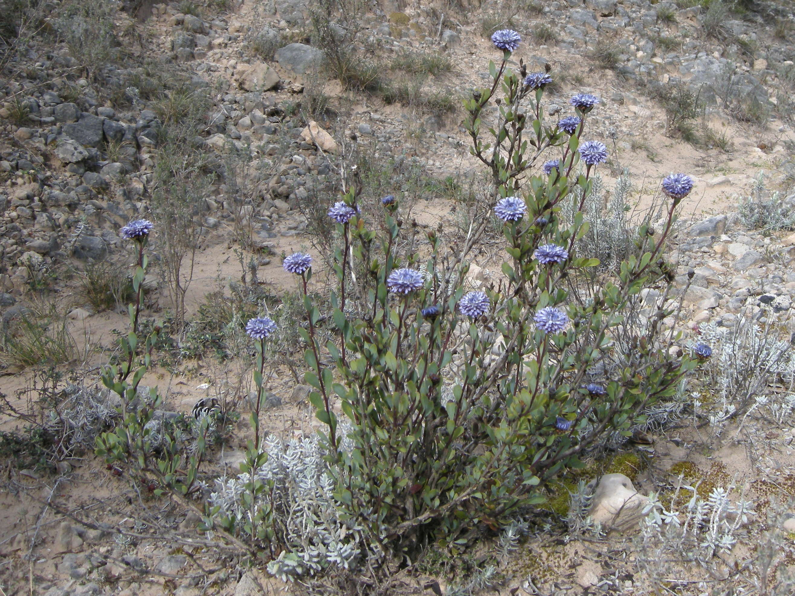 Afficher le média globularia_alypum1bd globularia_alypum1bd
