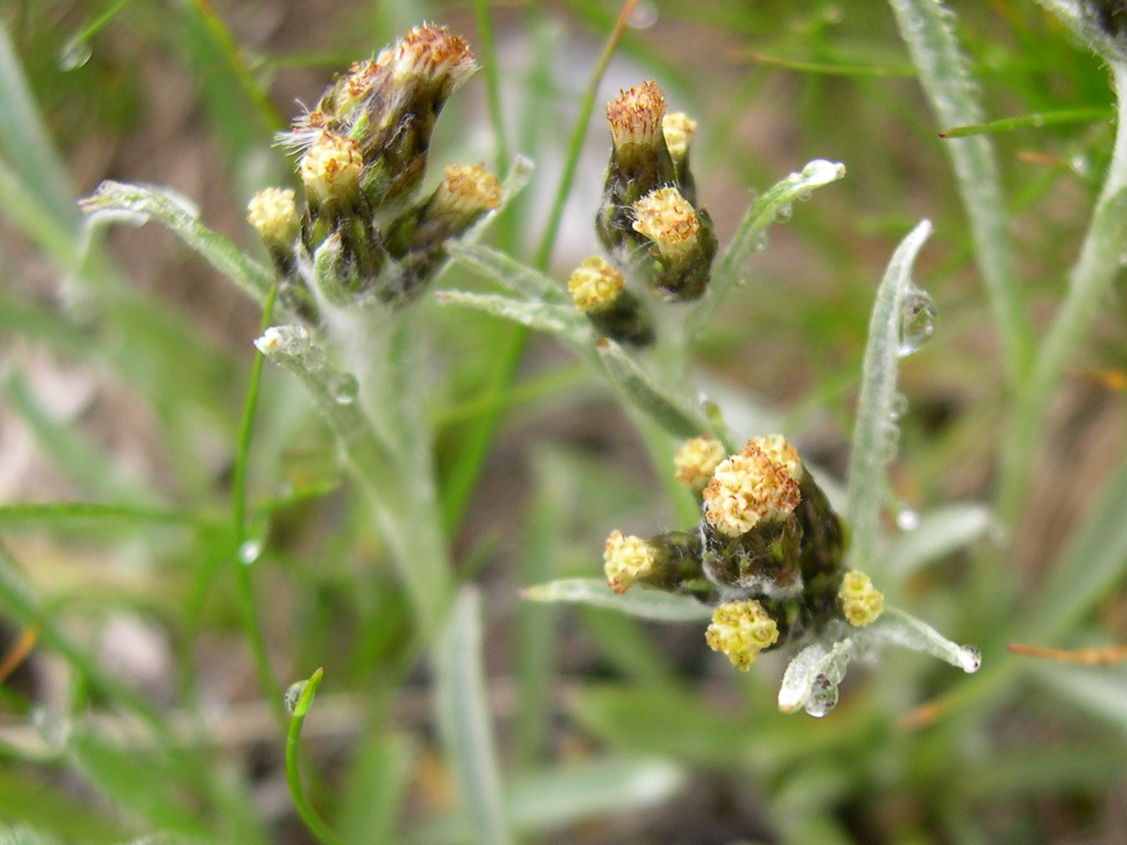 Afficher le média gnaphalium_hoppeanum2md gnaphalium_hoppeanum2md