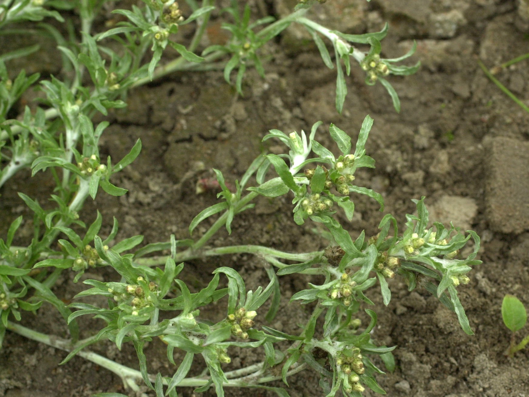 gnaphalium_uliginosum2md