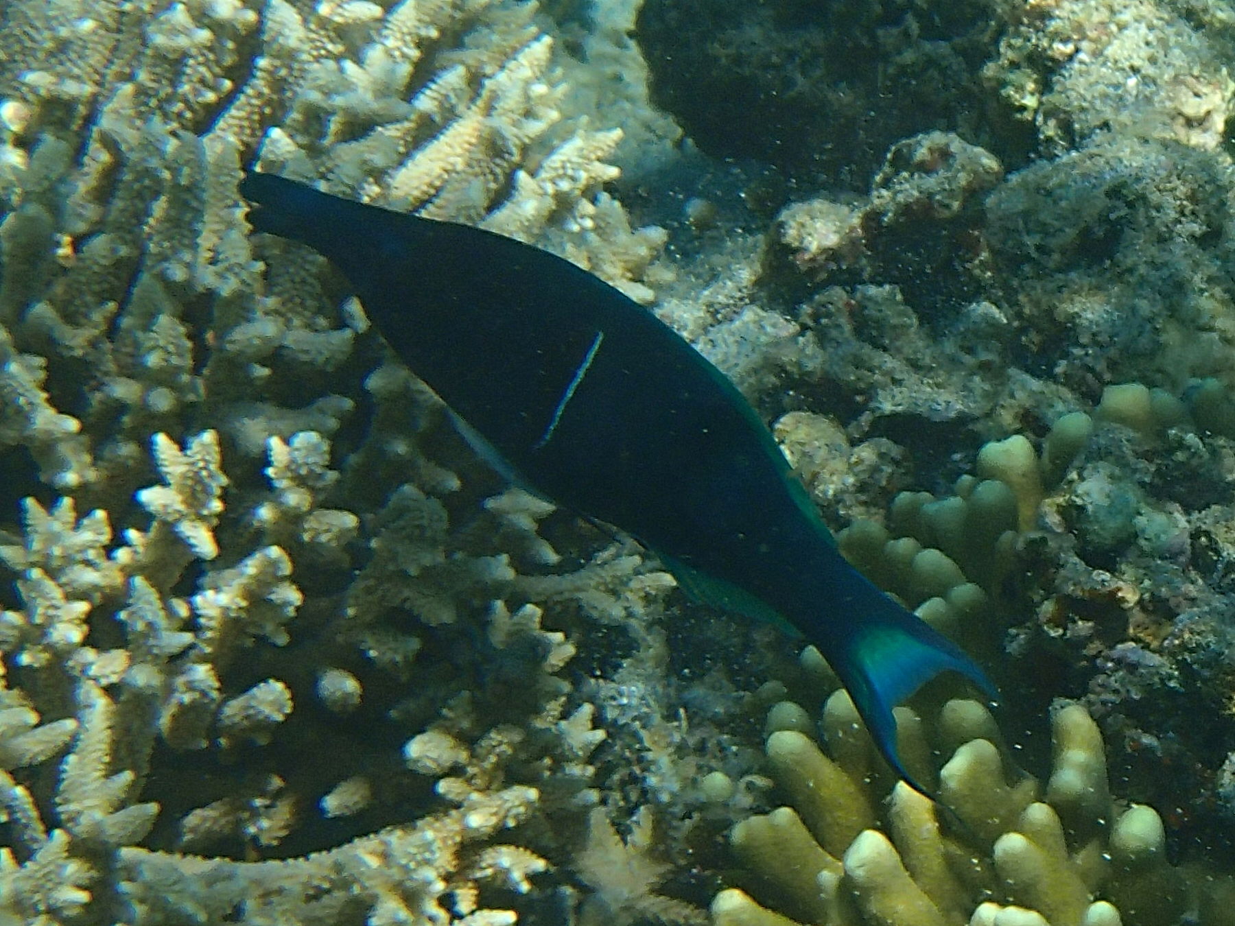 gomphosus_caeruleus4bd