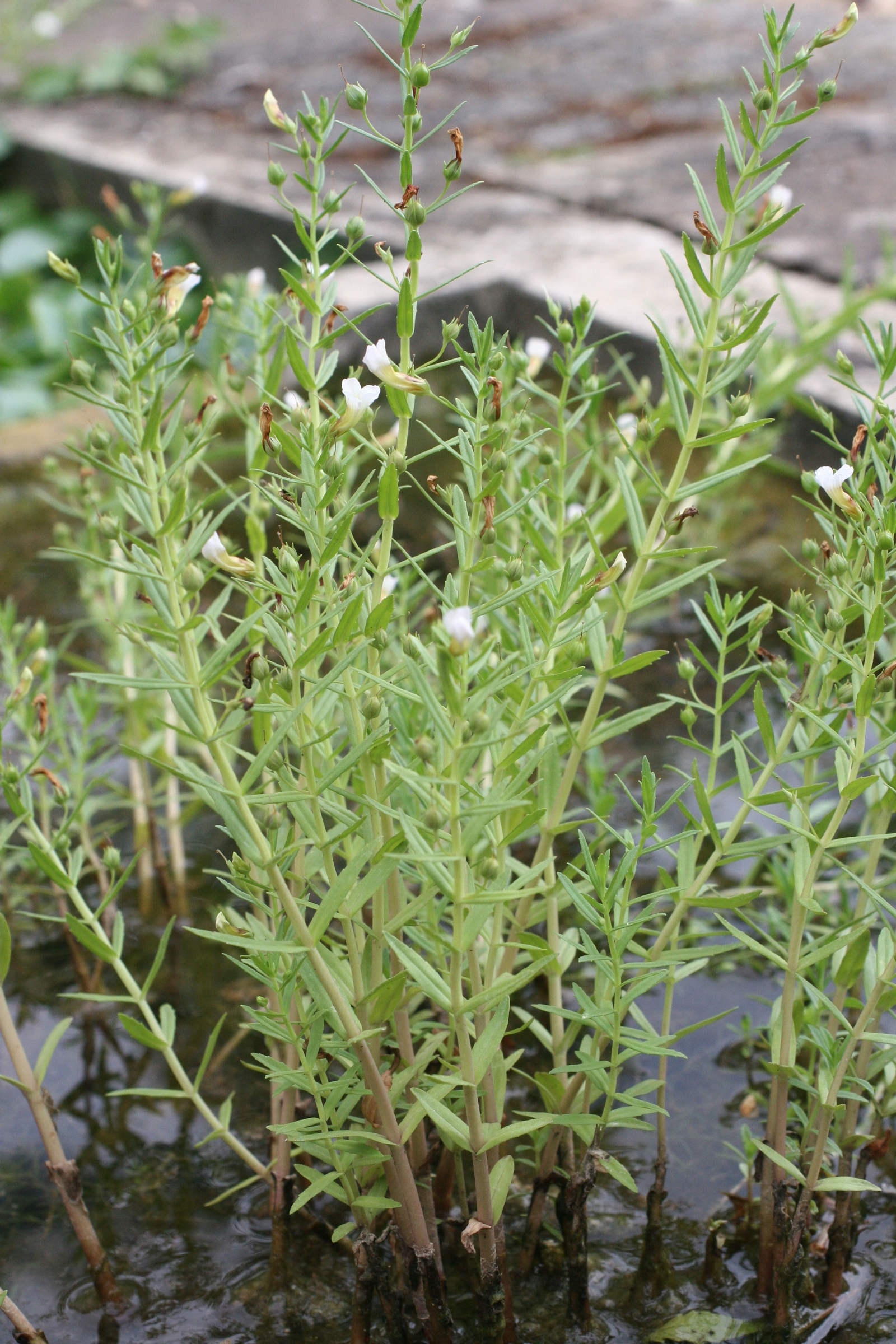 Afficher le média gratiola_officinalis1md gratiola_officinalis1md