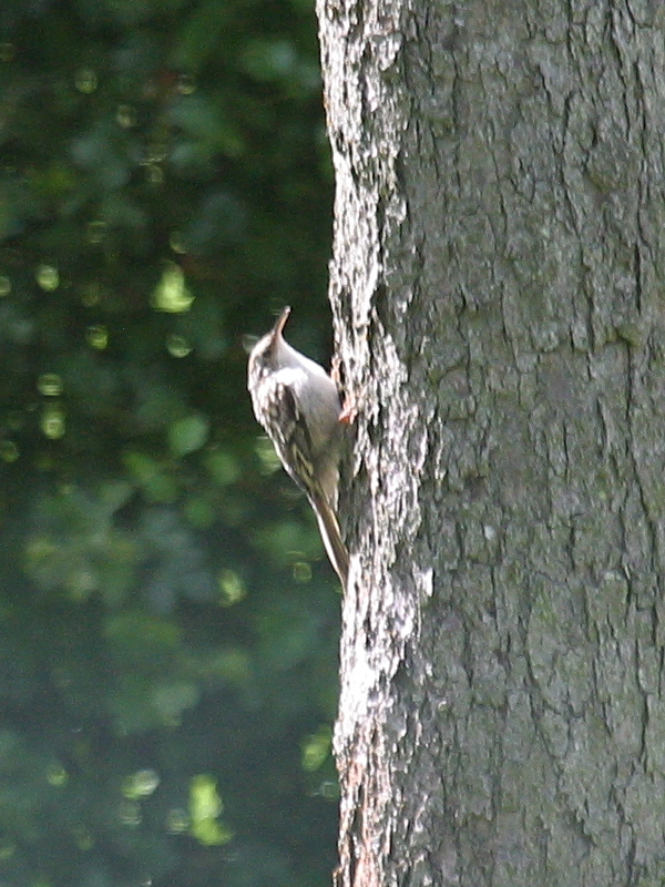 grimpereau_des_jardins_-_certhia_brachydactyla2bd