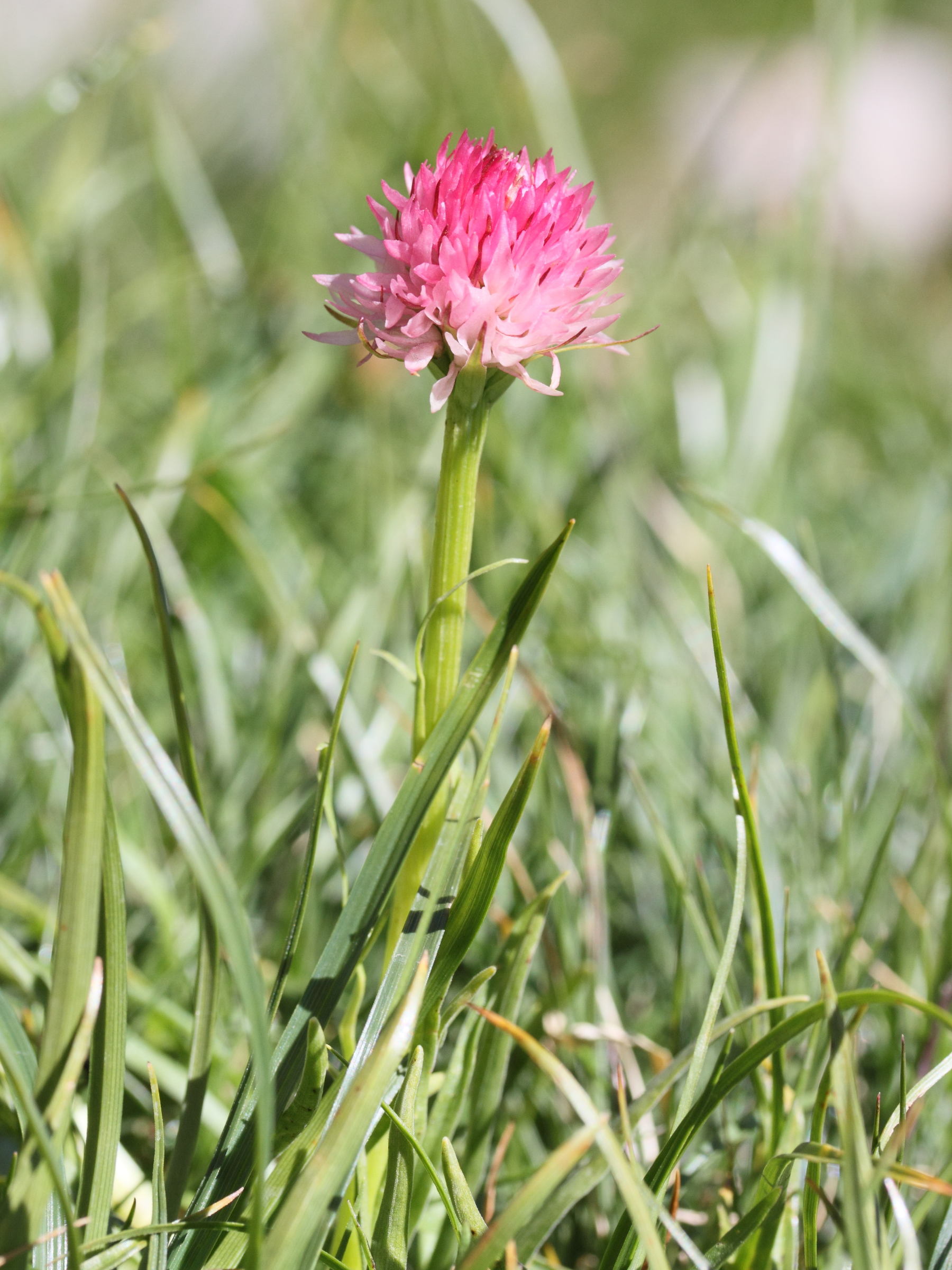 gymnadenia_nigra_corneliana1md