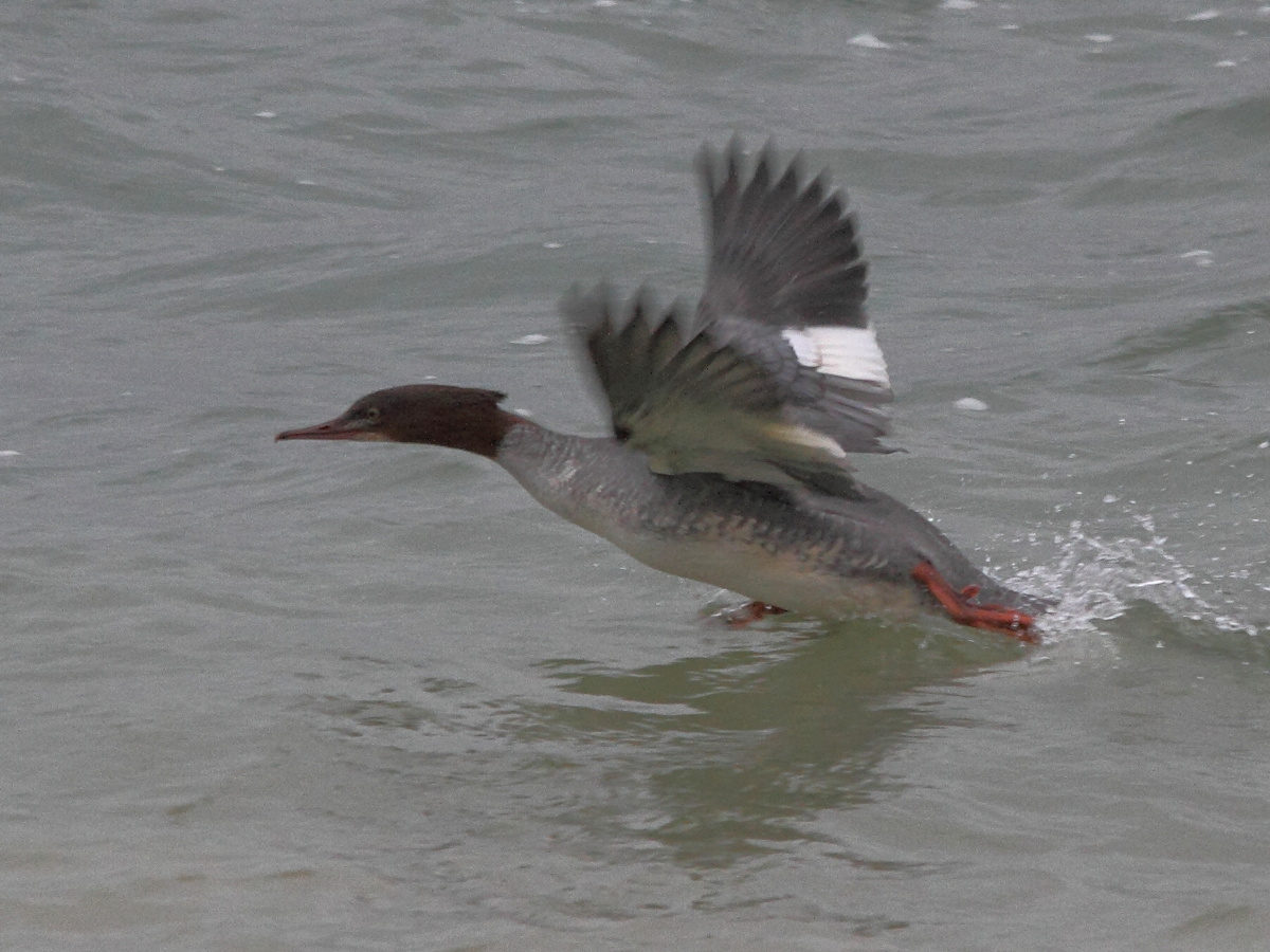 harle_bievre_-_mergus_merganser3md