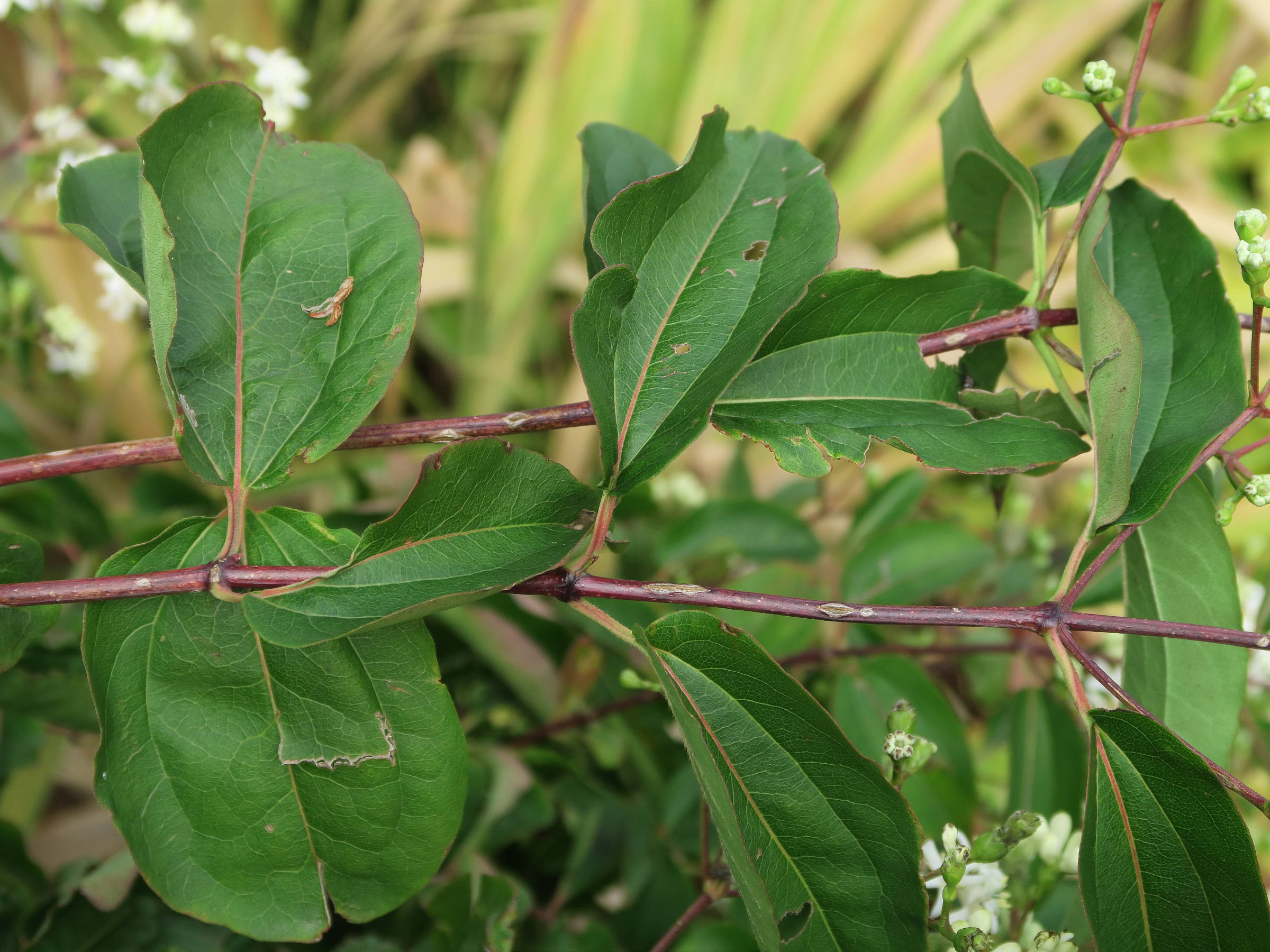 heptacodium_miconioides3md