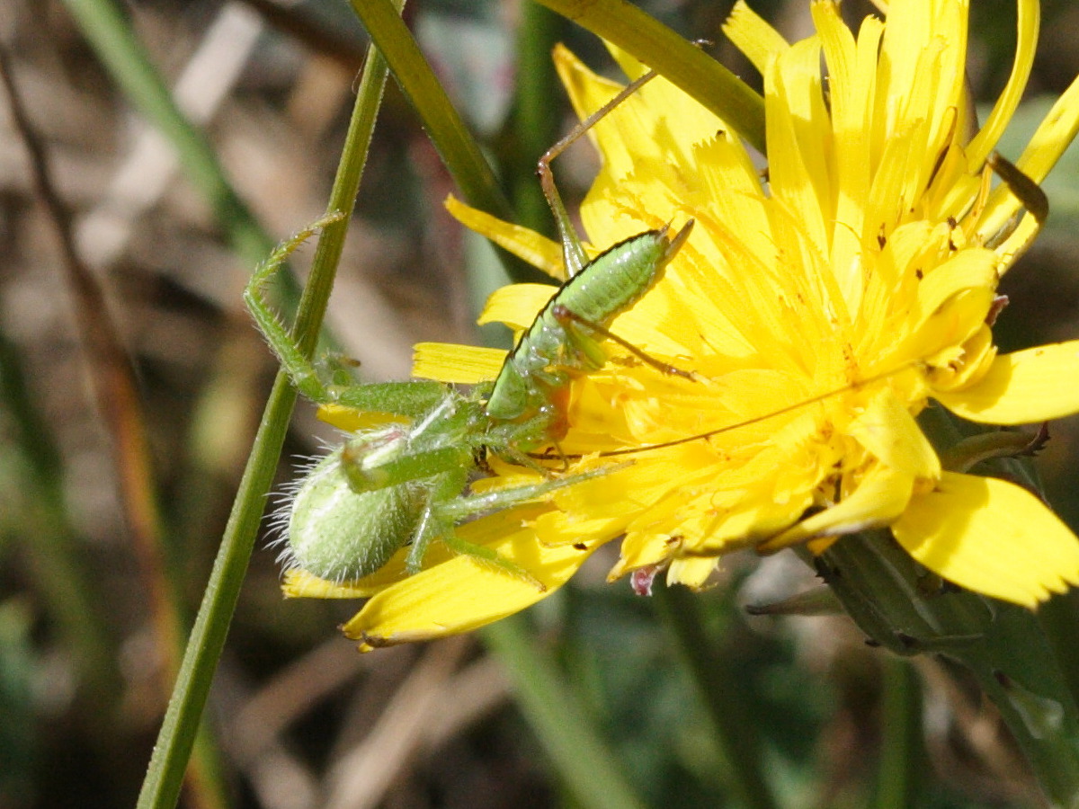 Afficher le média heriaeus_hirtus1md heriaeus_hirtus1md