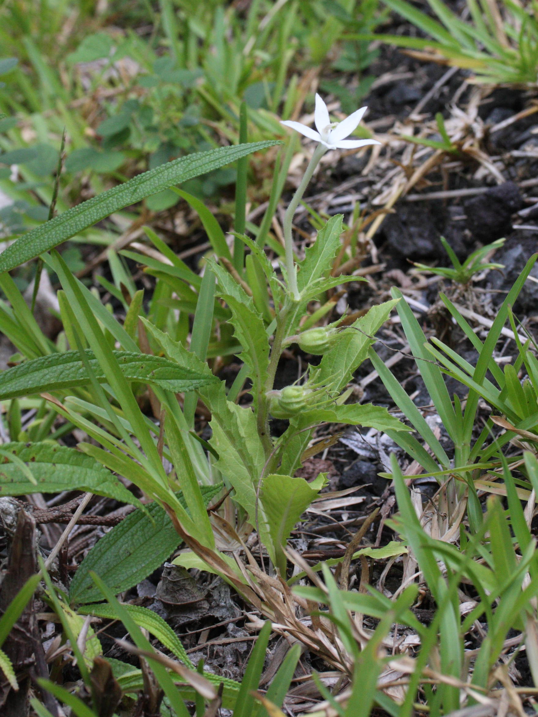 Afficher le média hippobroma_longiflora2md hippobroma_longiflora2md