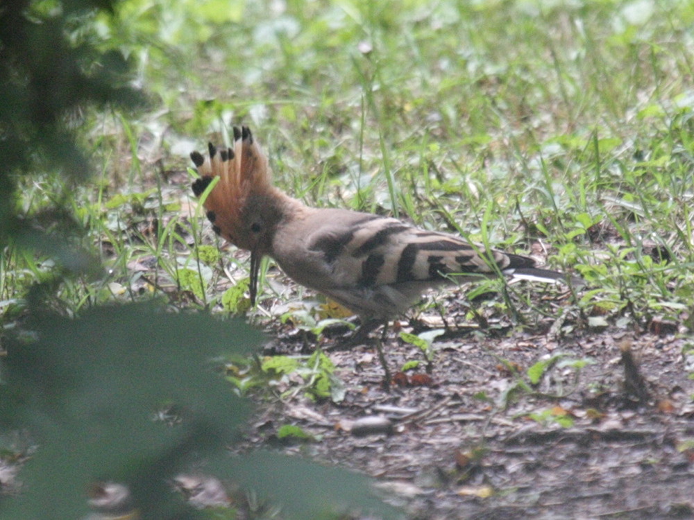 huppe_fasciee_-_upupa_epops3bd