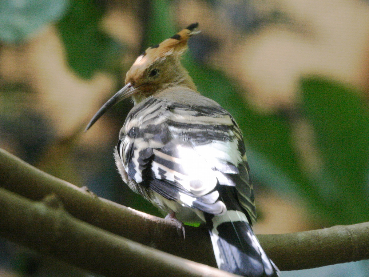 huppe_fasciee_-_upupa_epops4md