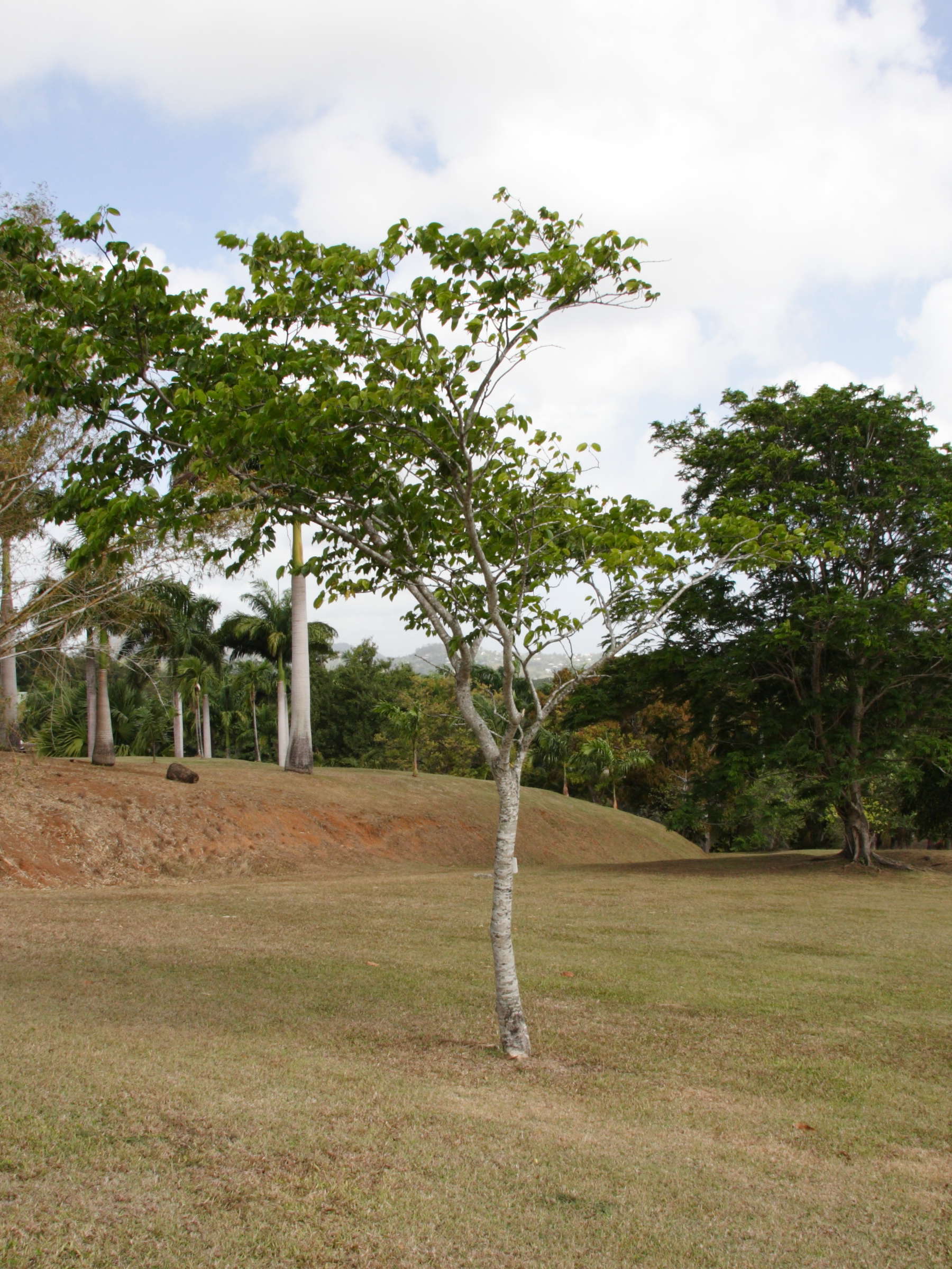 hymenaea_courbaril1md