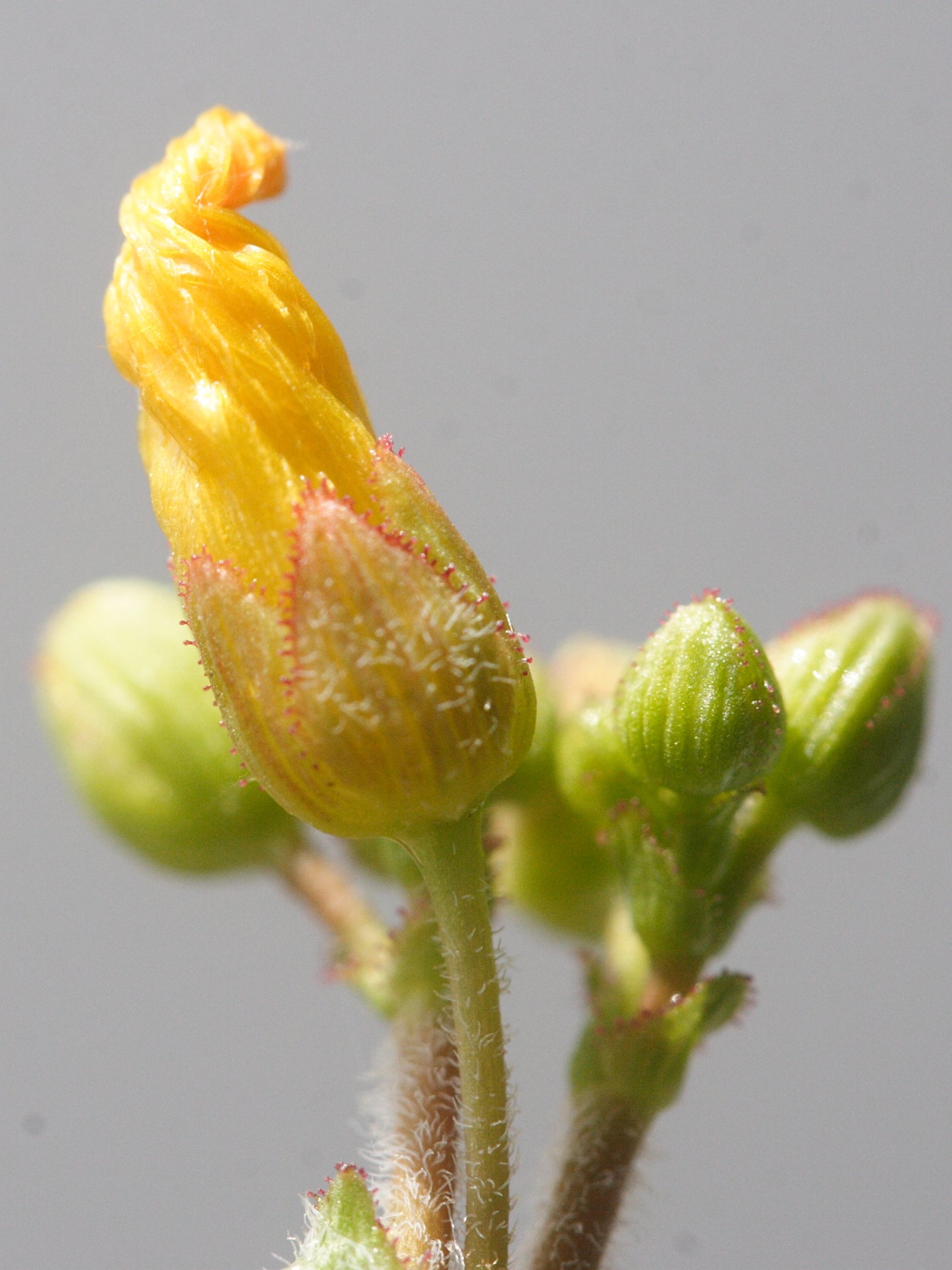 Afficher le média hypericum_elodes2md hypericum_elodes2md