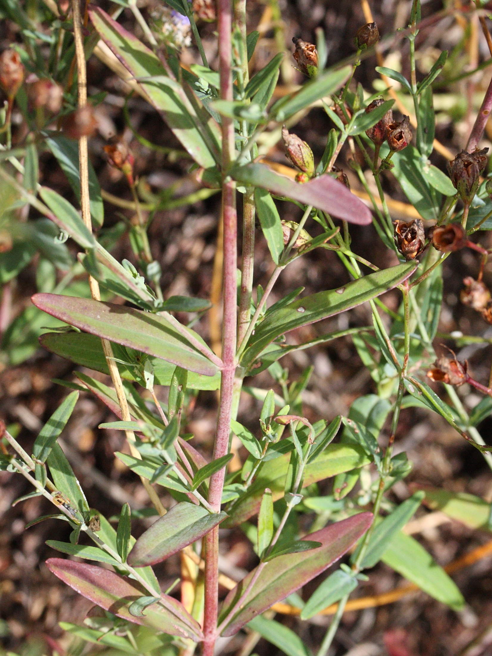 Afficher le média hypericum_humifusum2md hypericum_humifusum2md